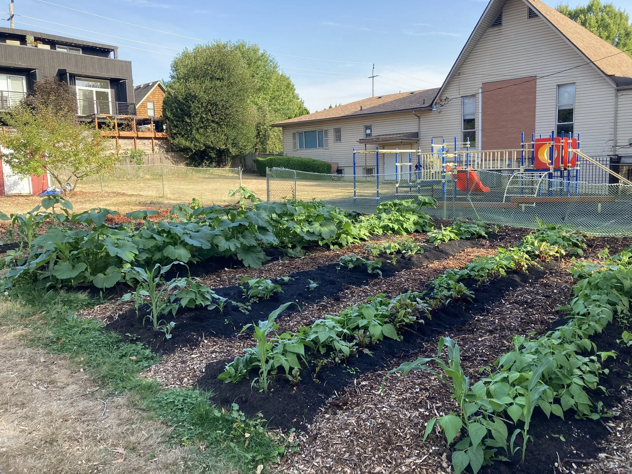 Hughes Food Forest six month Update!