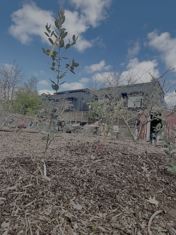 Hughes Food Forest Work Party!