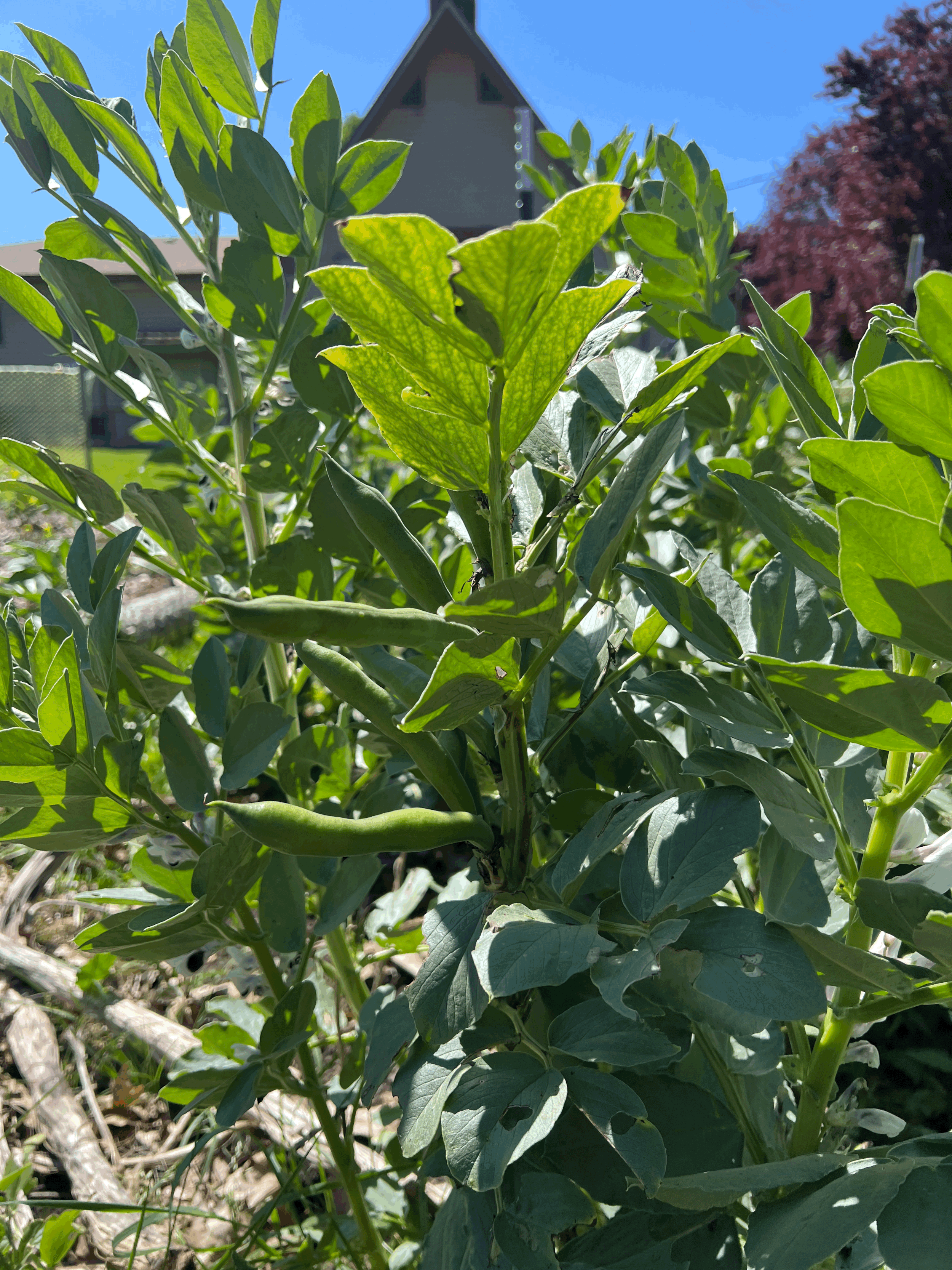 1st Annual Garden Party at Hughes Food Forest!