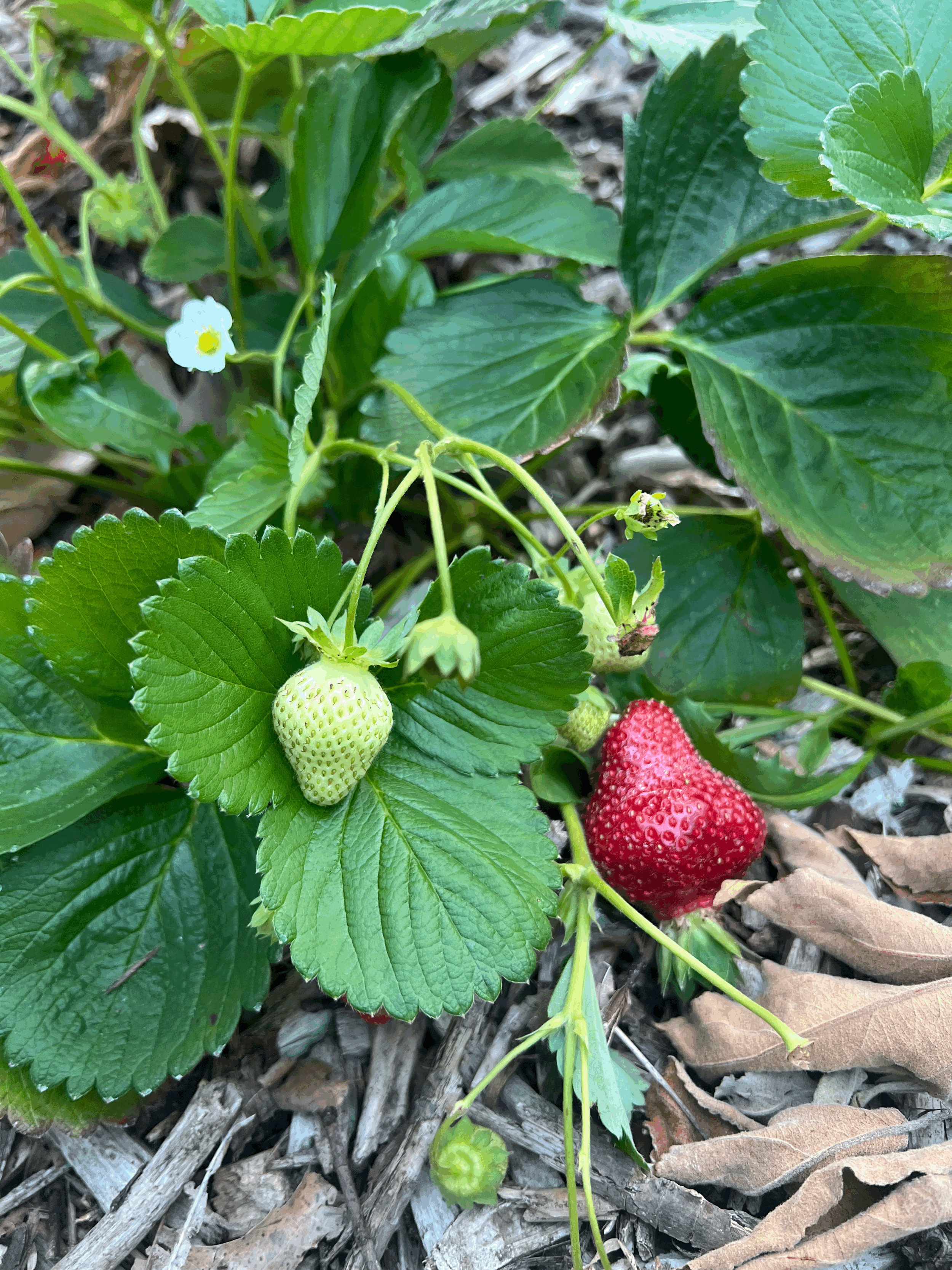 1st Annual Garden Party at Hughes Food Forest!