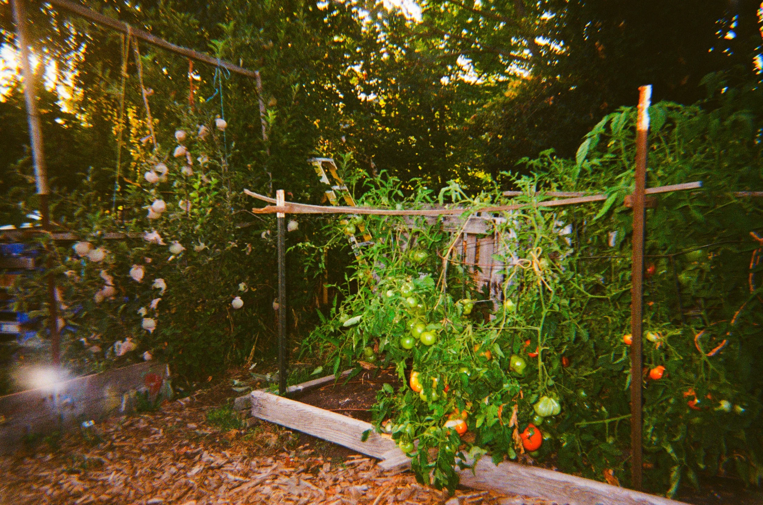 We Built You A Garden: Community Conversation