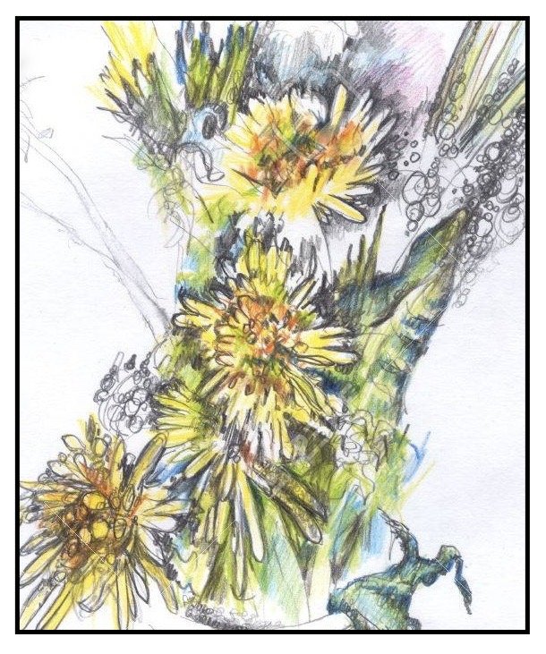 Drawing From Nature on the Farm
