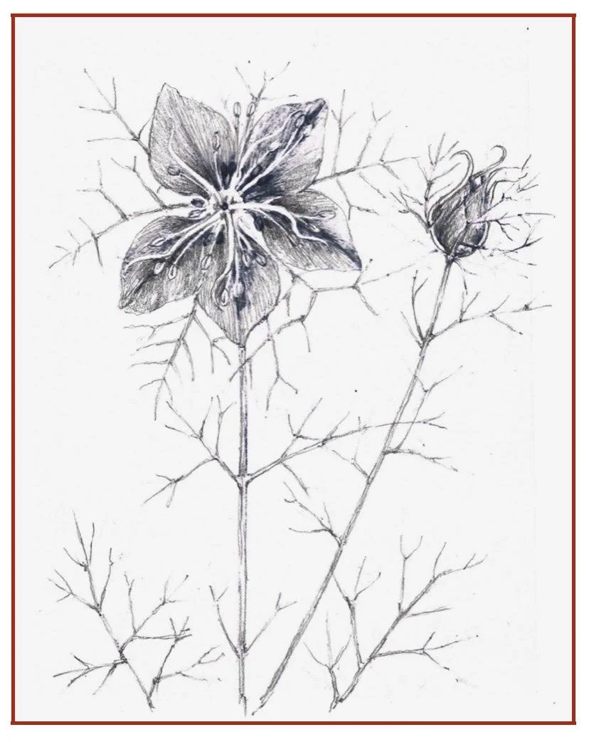 Graphite Botanical Drawing
