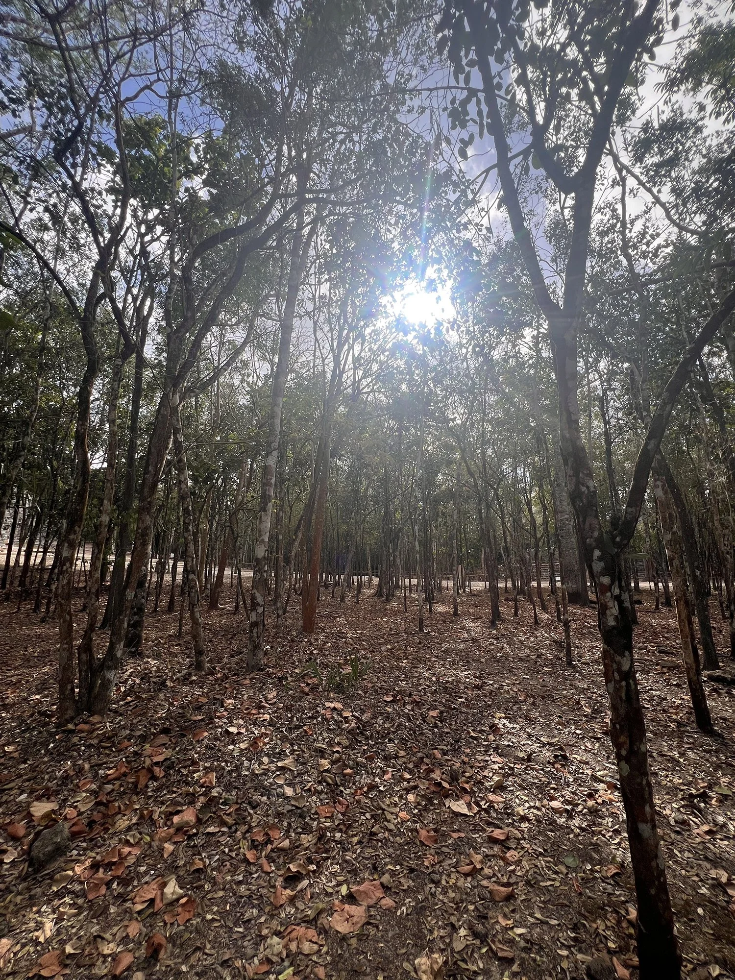 Cobá-08.jpg