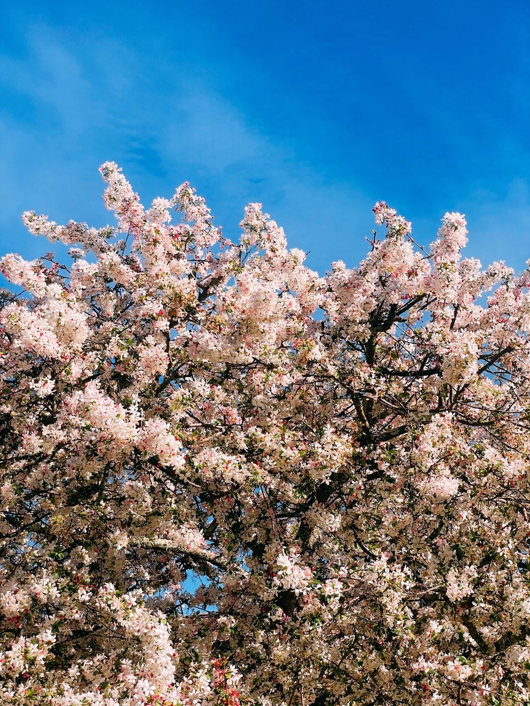 &ldquo;If it excites me, there is a good chance it will make a good photograph.&rdquo;​​​​​​​​
&mdash; Ansel Adams​​​​​​​​
Yep&hellip;resonates with me! This tree stopped me in my tracks. I&rsquo;m one of those crazy people who will stop my car and t