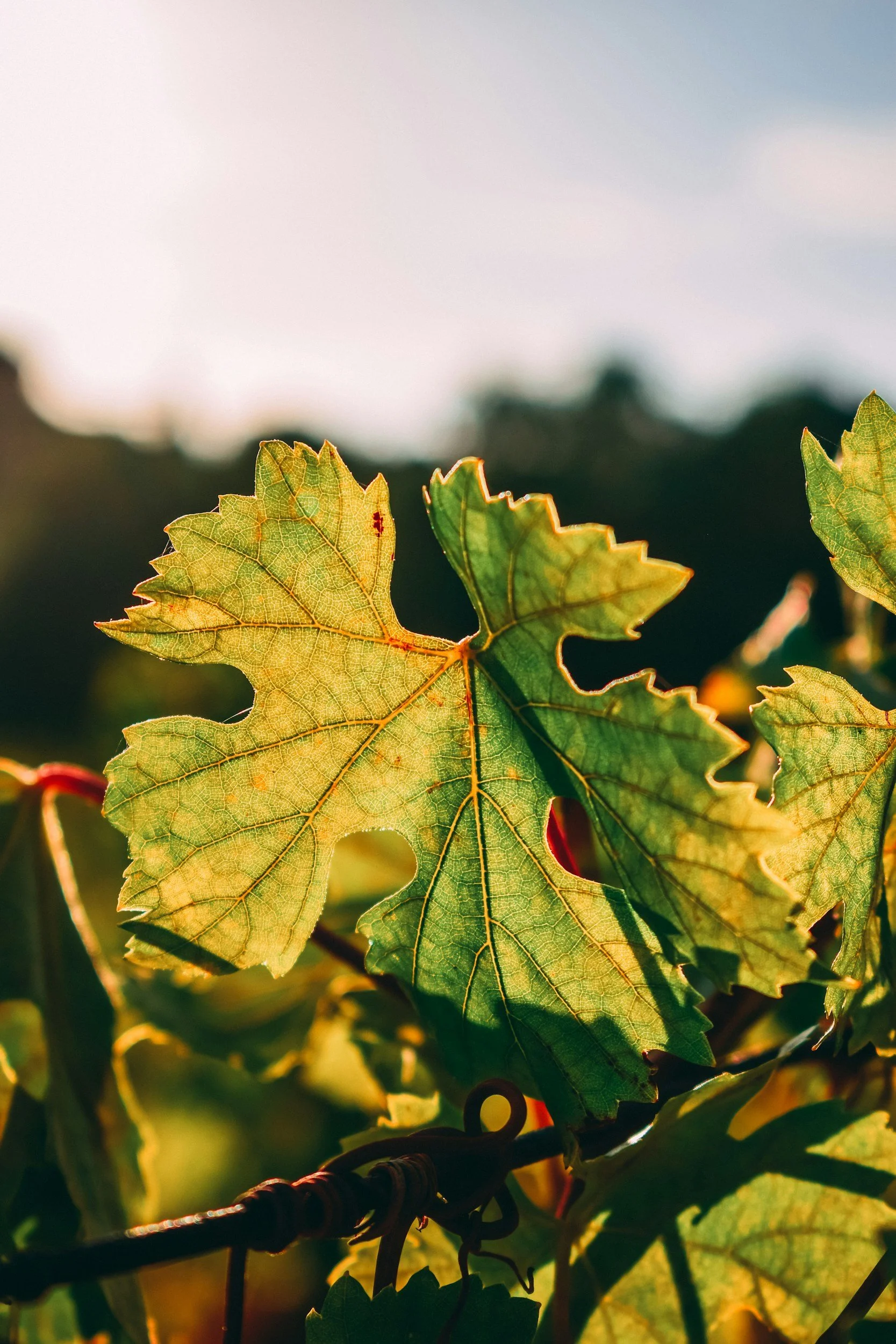 Close-up of green grapevine leaves illuminated by sunlight with blurred background.