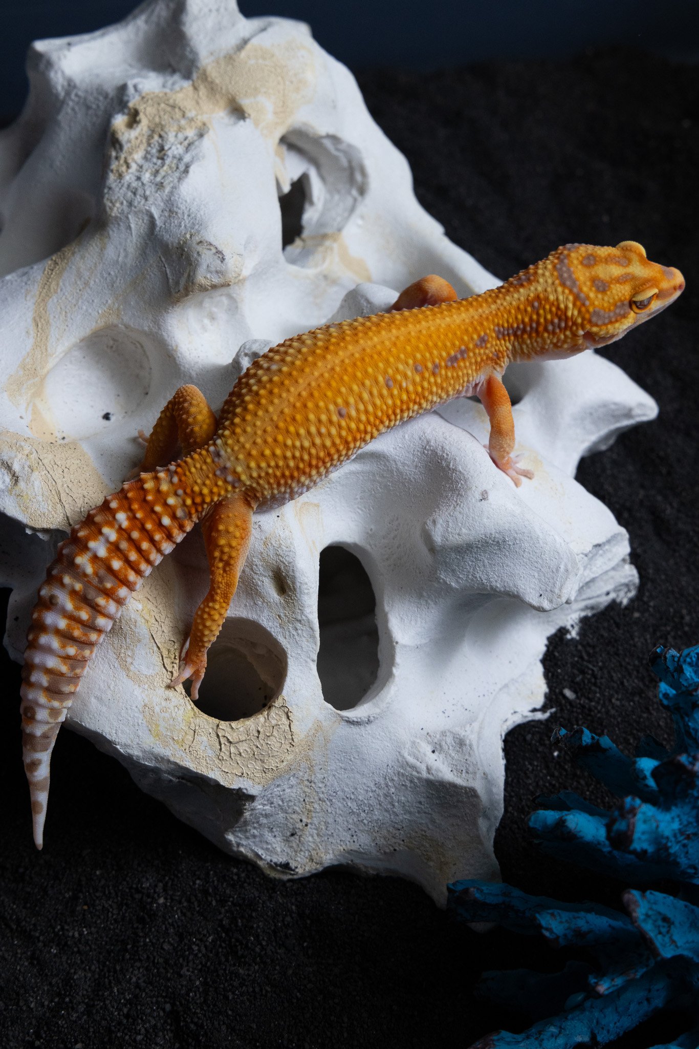 Tangerine Tremper Red Diamond (Female)