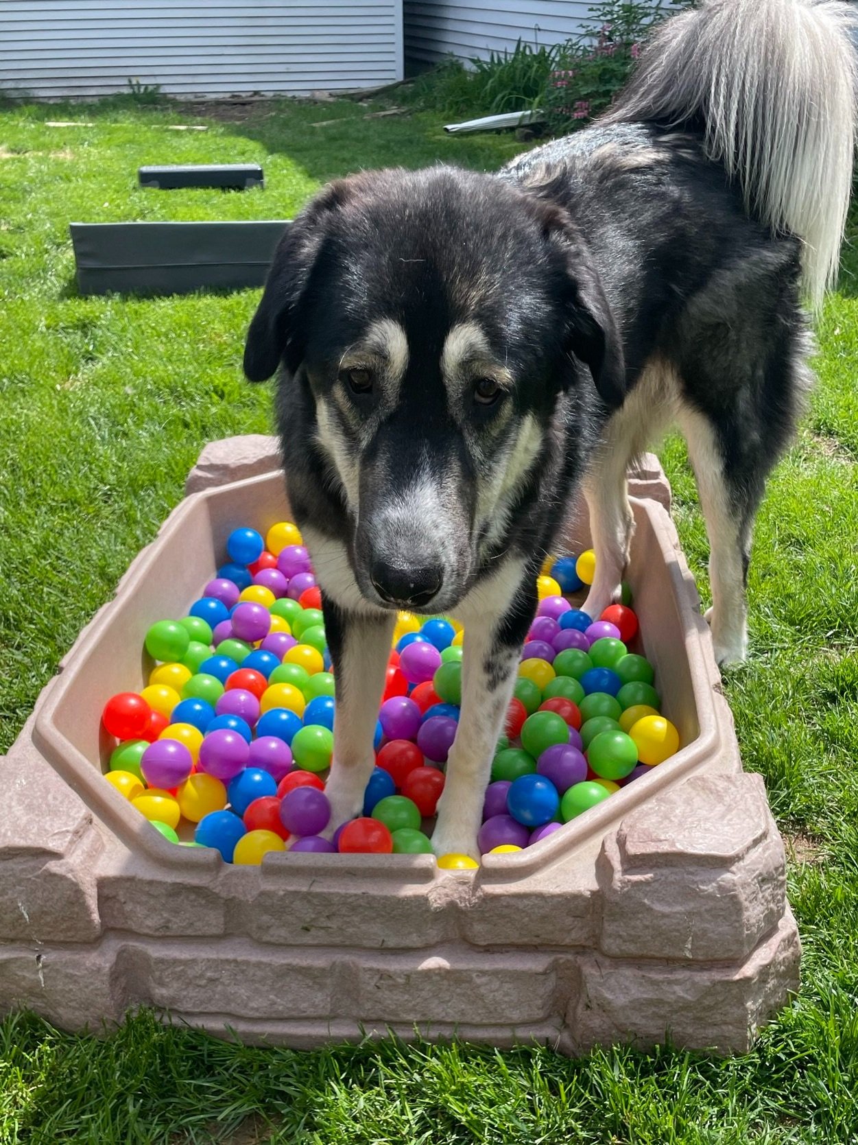 Canine Enrichment - have we got it all wrong? — Dogwood Adventure Play