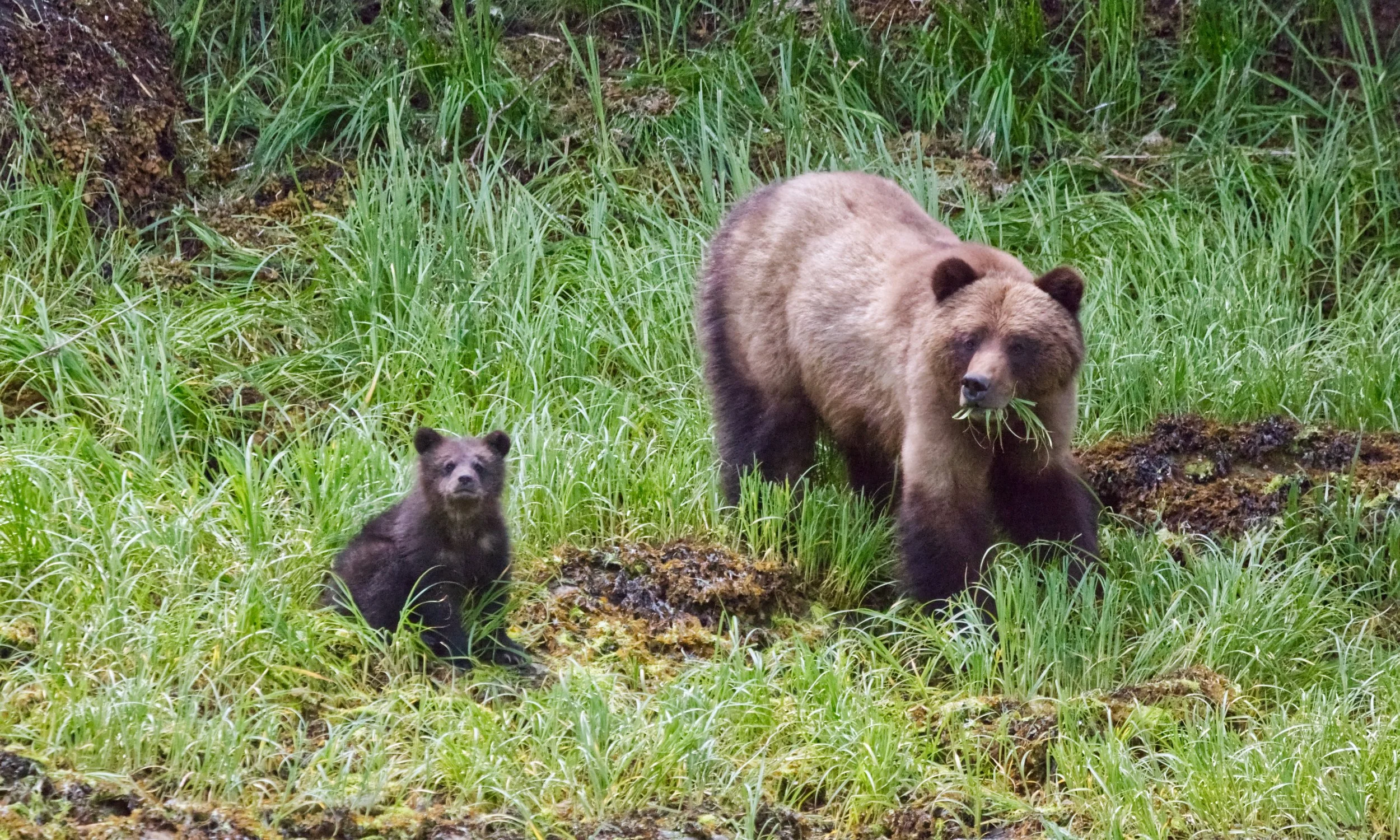 A Day Among Giants: Wrapping Up Grizzly Season on the BC Coast