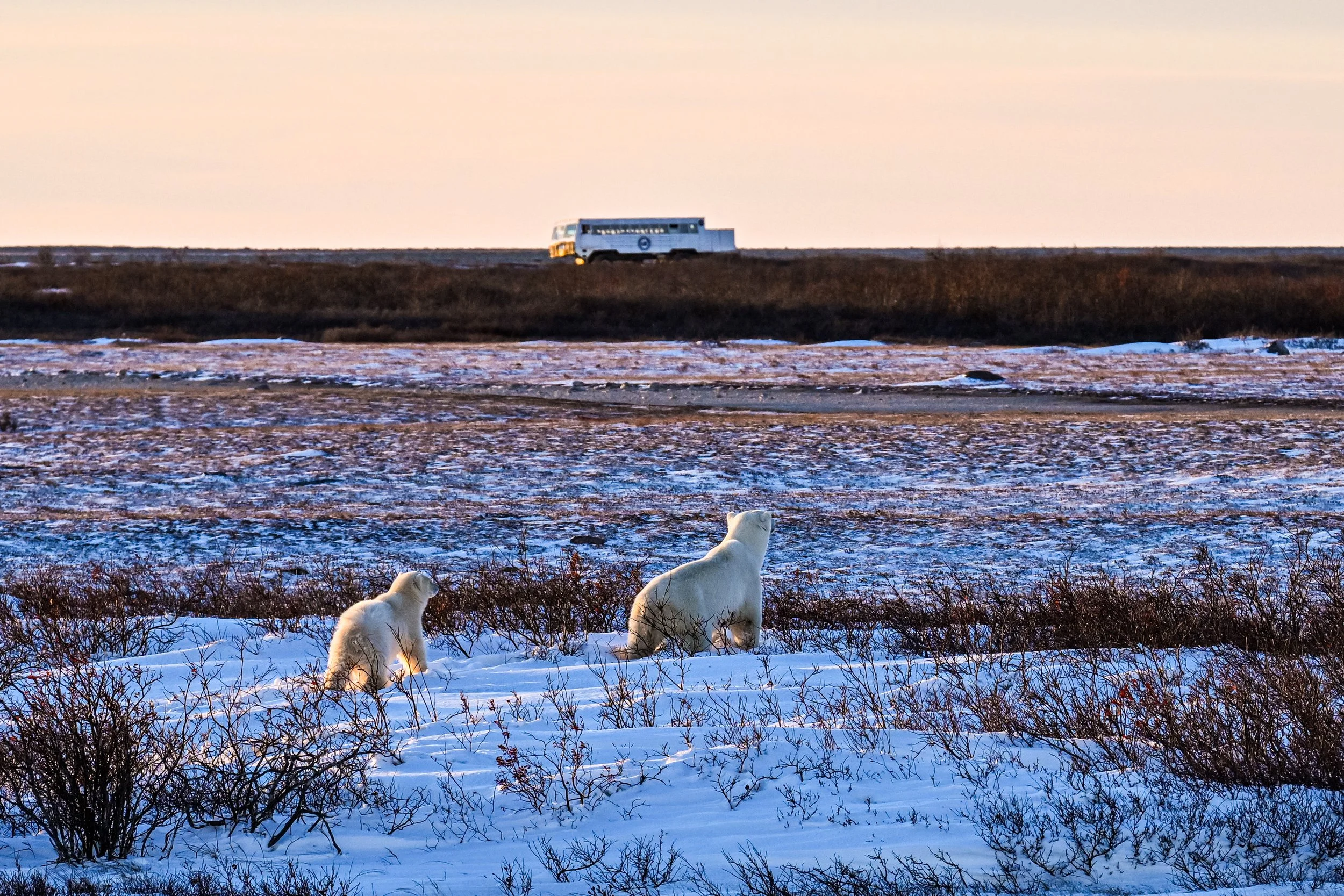 Polar Bears: A Season in Photos