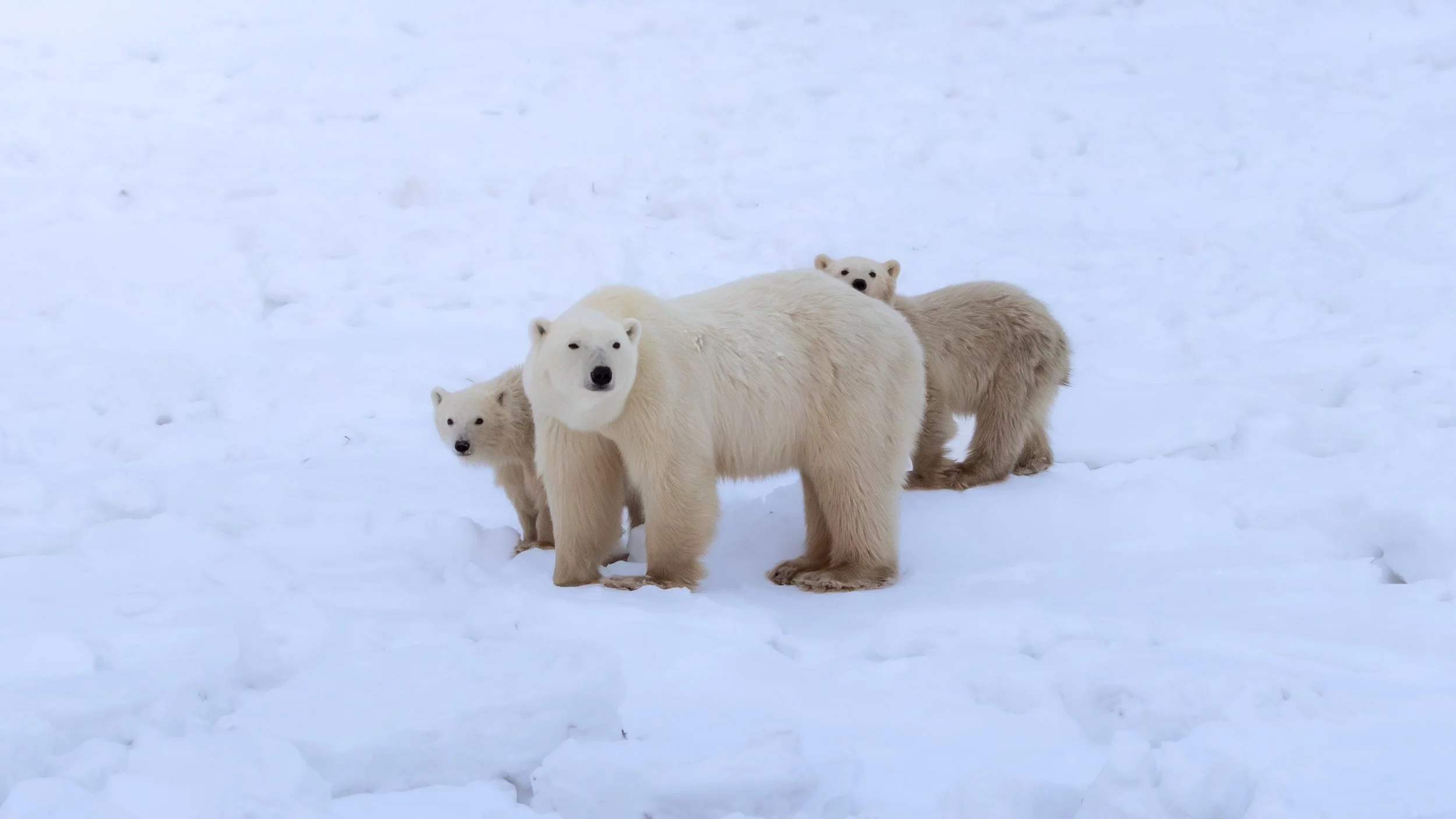 A Rare Case of Polar Bear Adoption