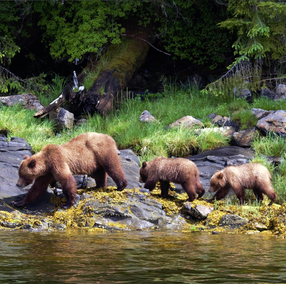 Grizzly Bear Cubs