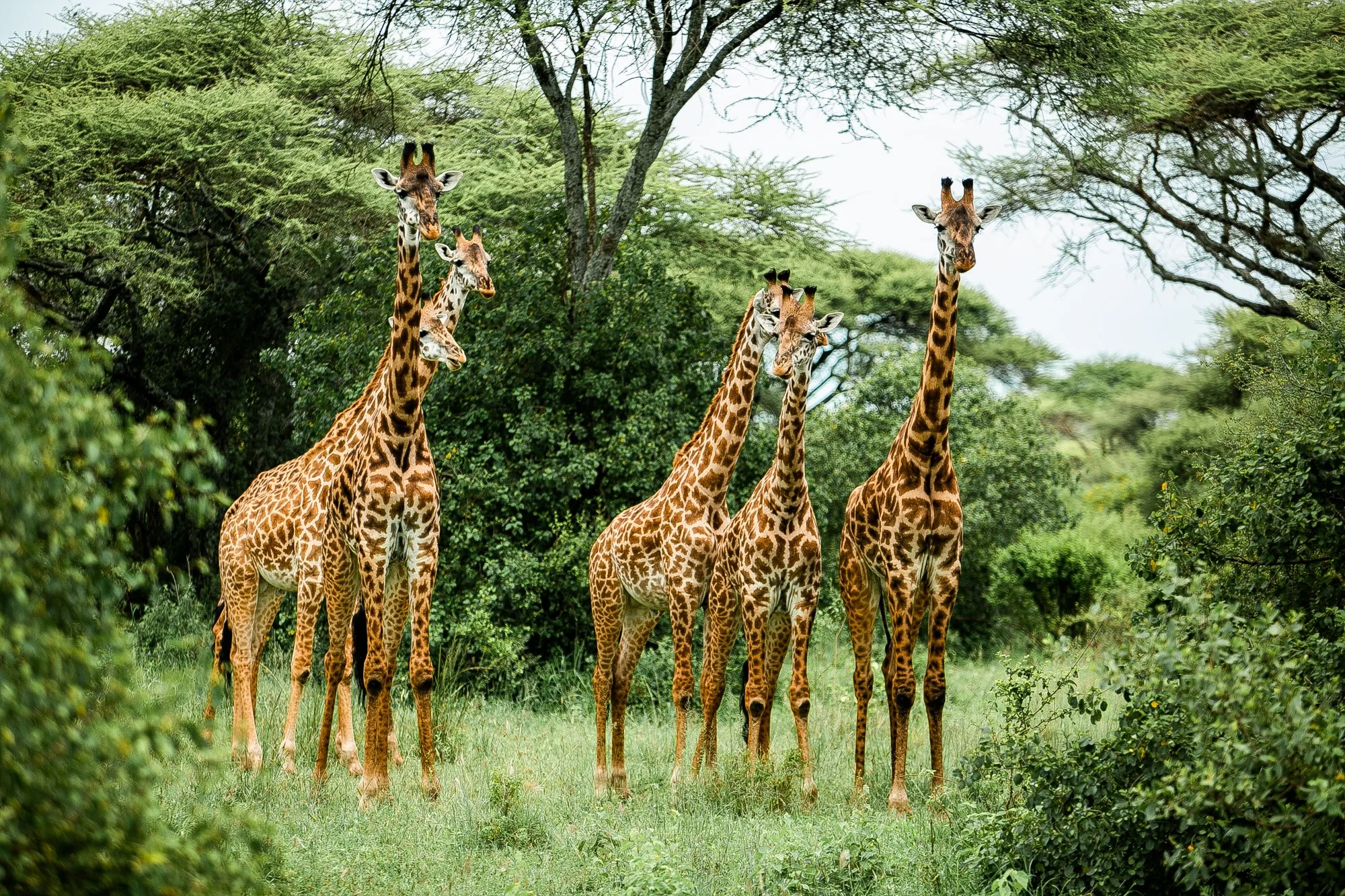 Tanzania Safari from Canada