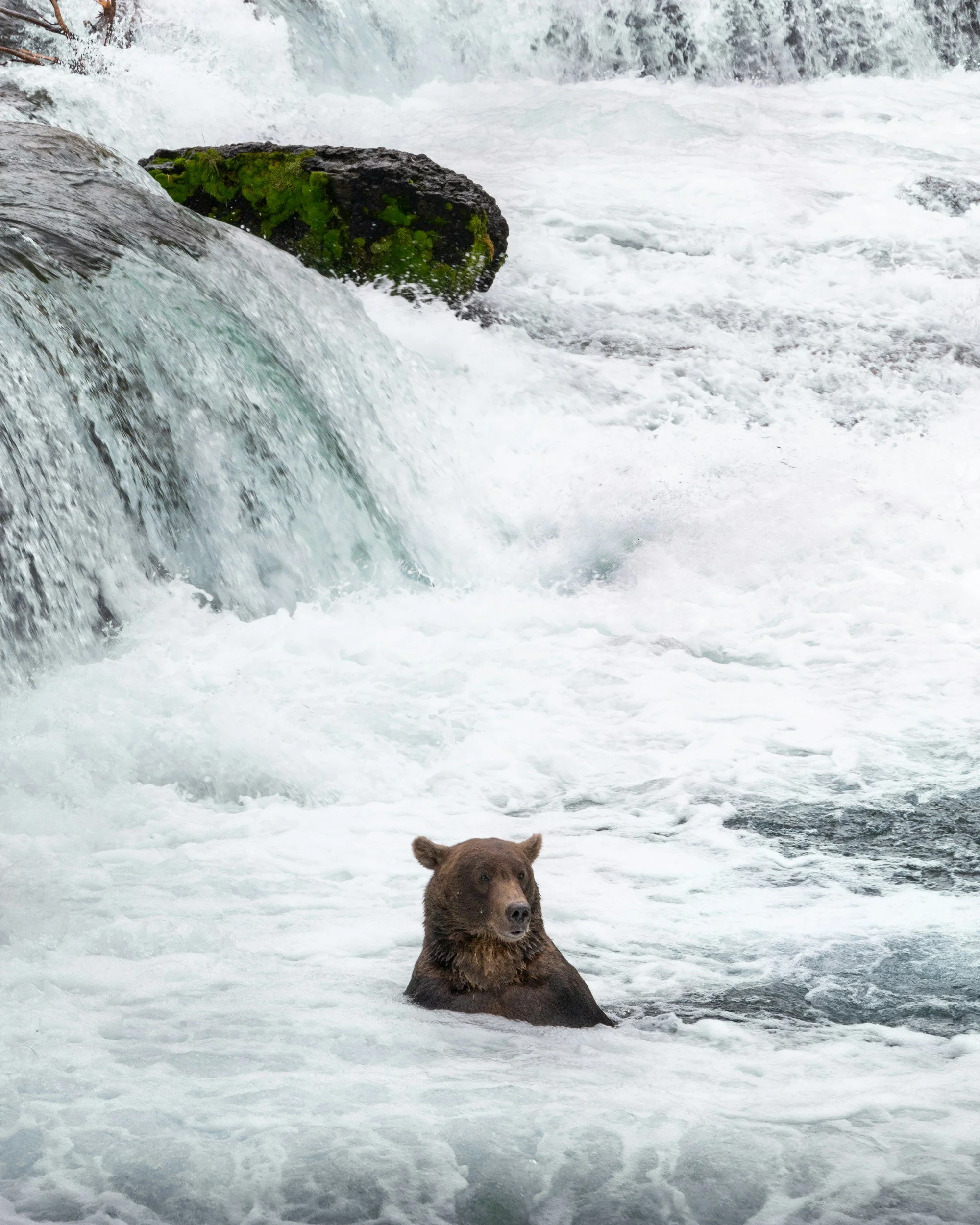 A brown bear lying in the white foamy water of a river or waterfall. The bear is partially submerged with its head and shoulders above the water, surrounded by rushing water and rocks, some with green moss.
