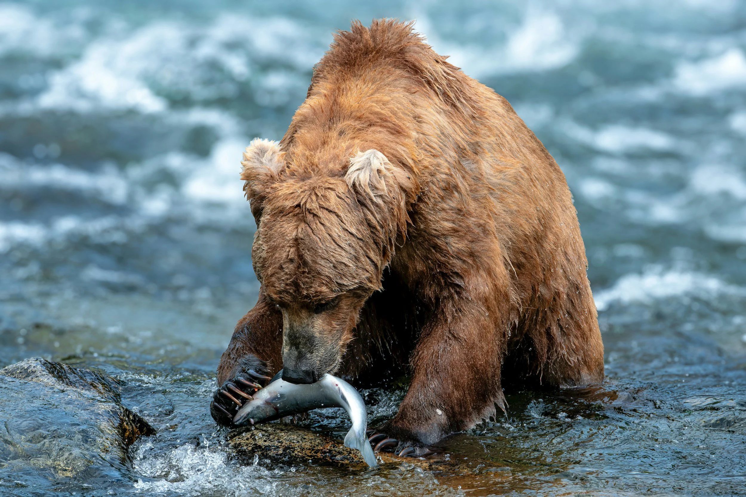 A brown bear catching a fish in a river.