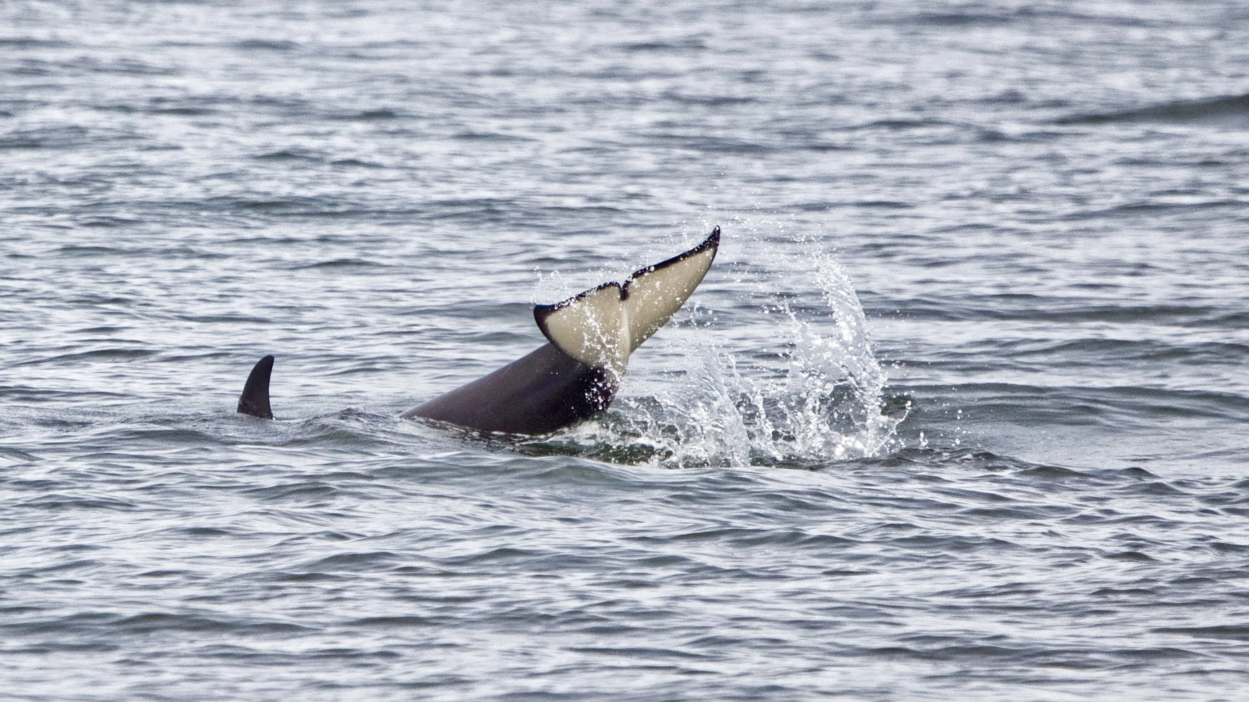 An orca lobtailing, creating a splash and loud sound by slapping its tail against the water.
