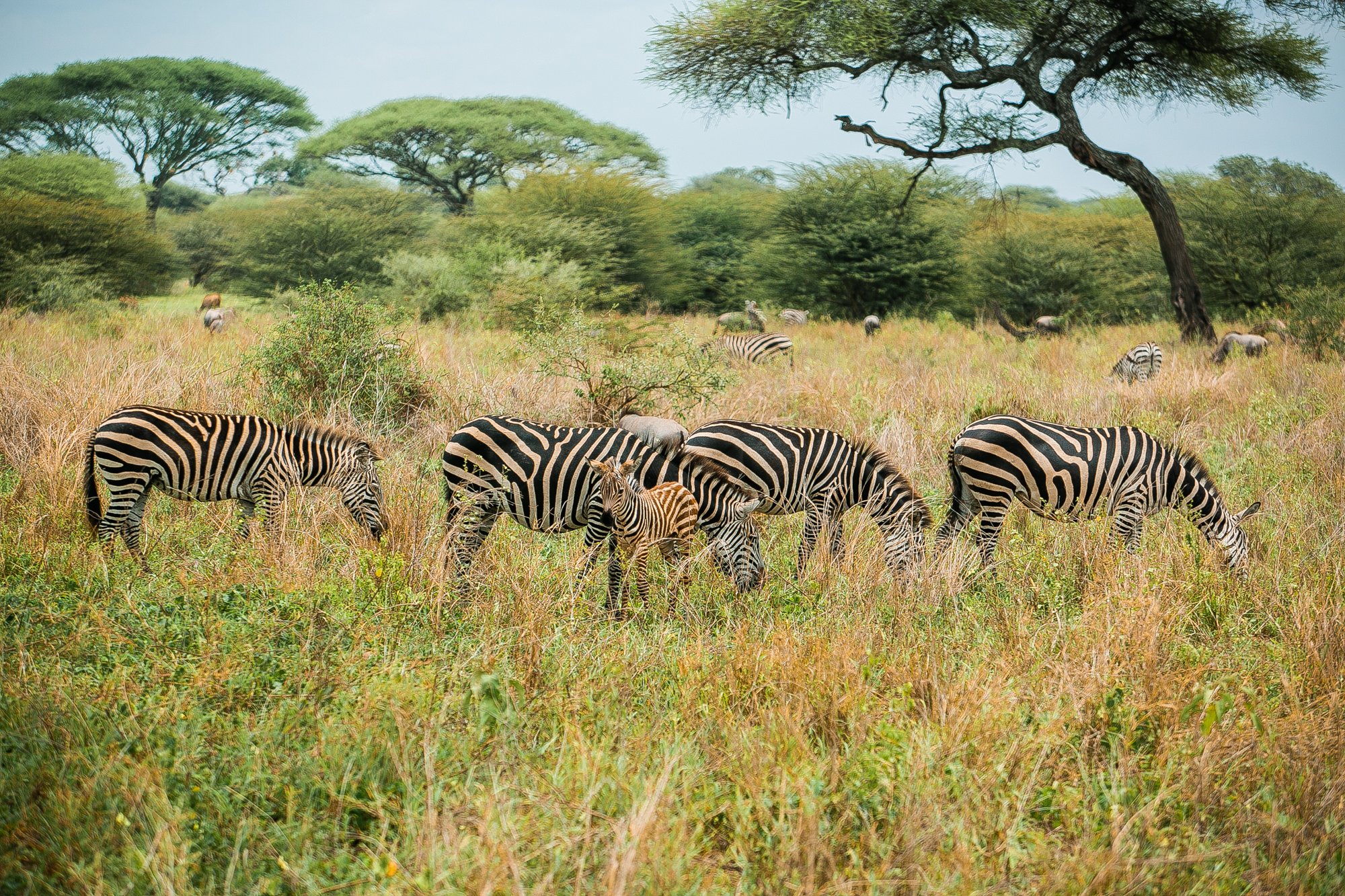 A herd of zebras grazing in a grassy savanna with scattered trees and a blue sky.