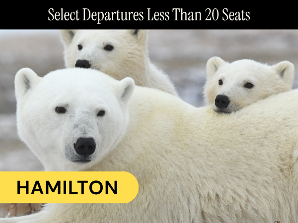 Group of polar bears, including a mother and two cubs, with a travel alert for departures less than 20 seats from Hamilton.