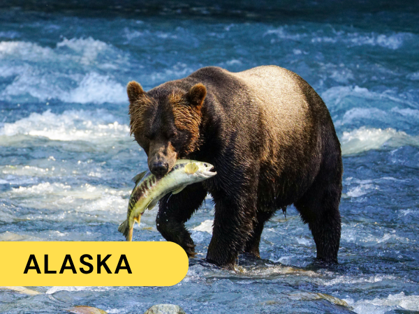 A bear standing in a river holding a fish in its mouth, with water flowing around it, labeled 'Alaska' in yellow text.