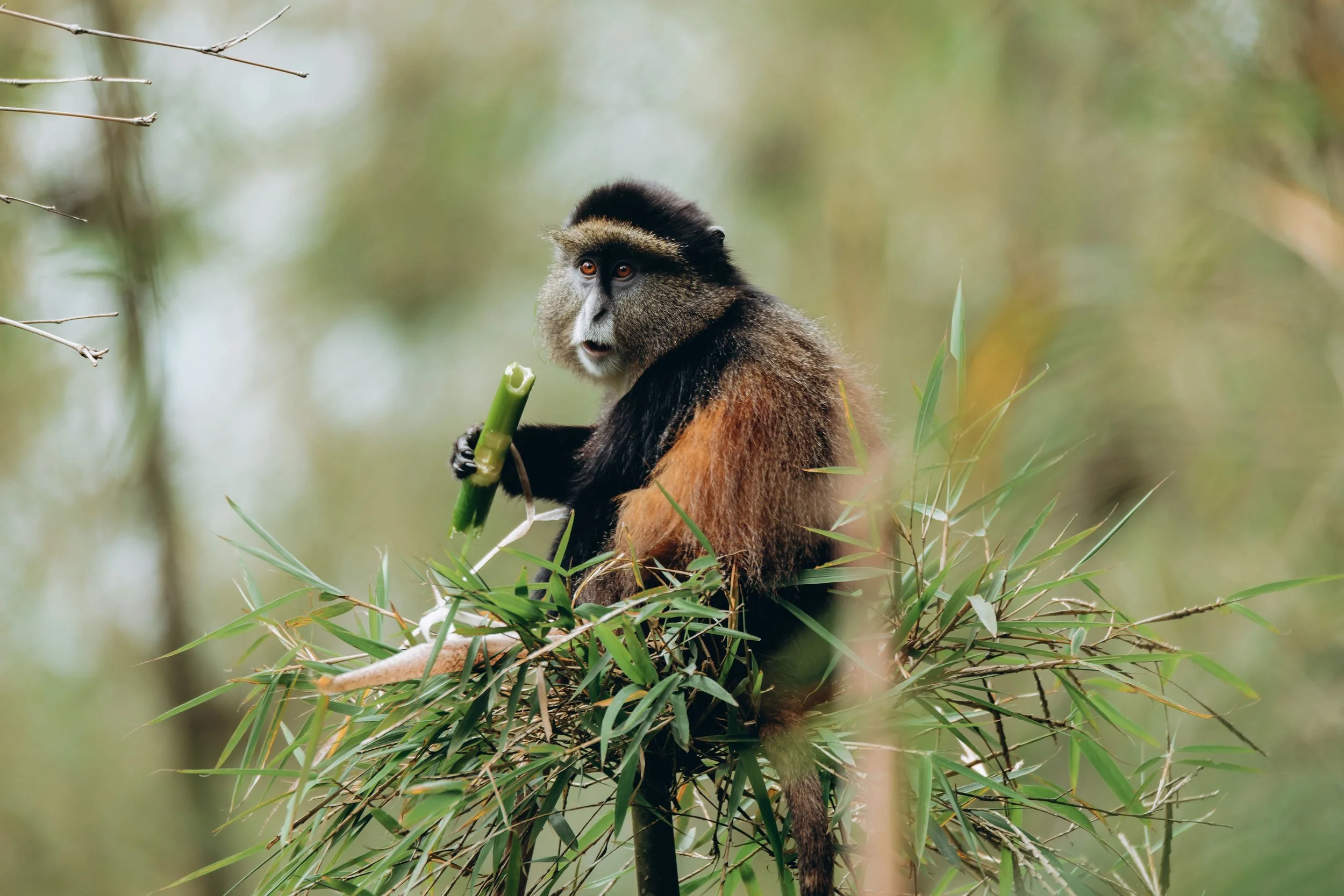 A golden monkey sitting on a bamboo branch, holding a piece of bamboo in its hand, surrounded by bamboo leaves with a blurred green forest background.