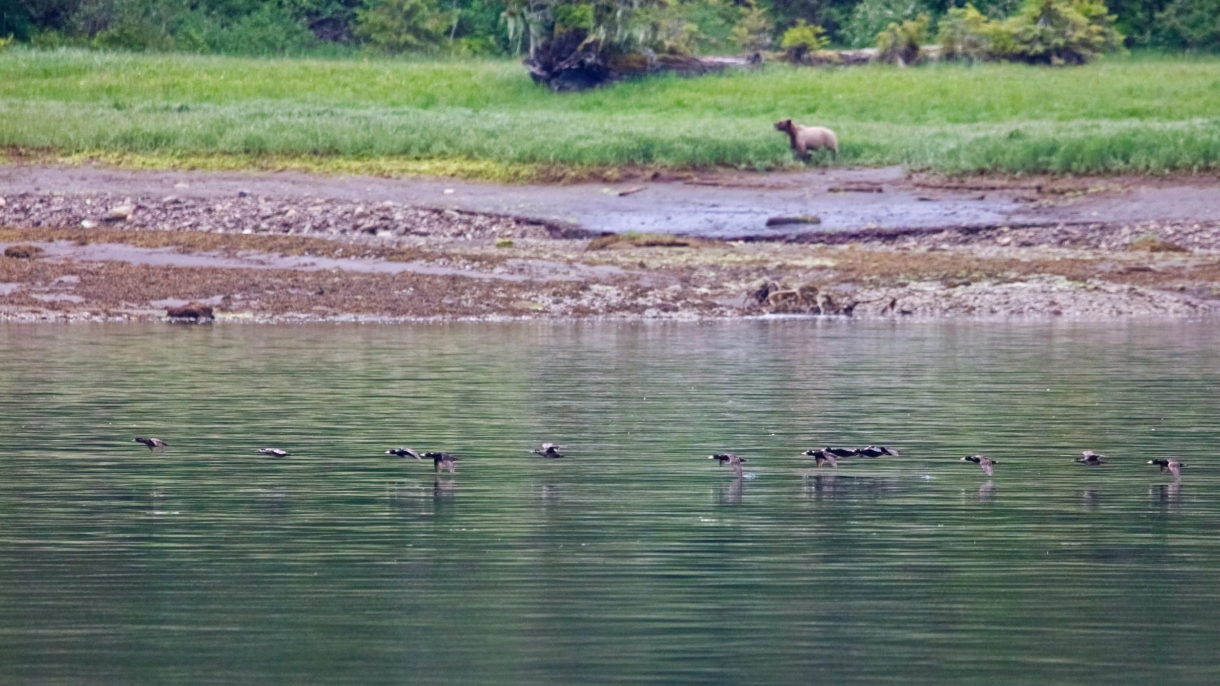 Surf scoters flying low over the calm waters of the Khutzeymateen Inlet.
