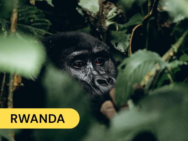 A gorilla peering through dense green foliage in a jungle setting, with the word "RWANDA" in yellow text on a black background overlay.