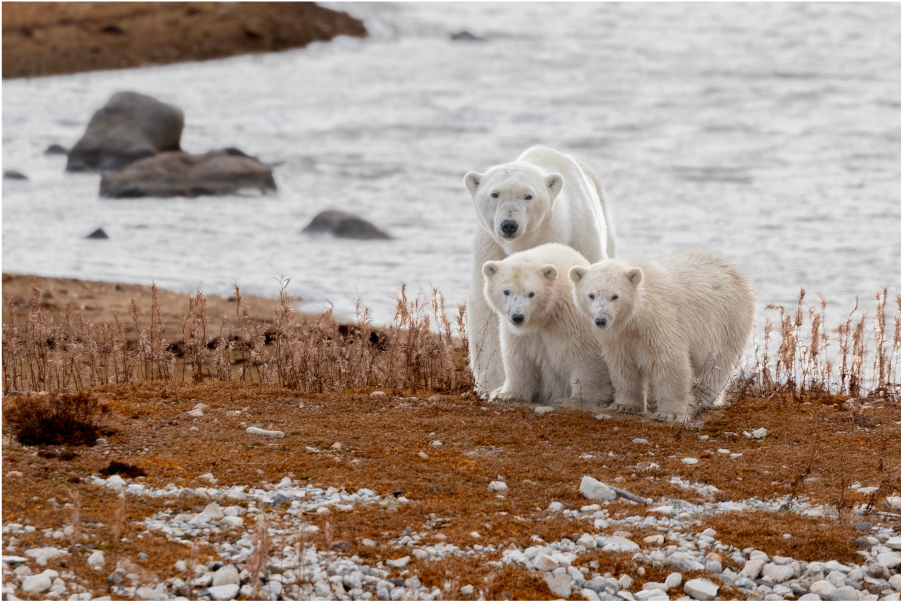A polar bear and three cubs standing on rocky and grassy terrain near a body of water.