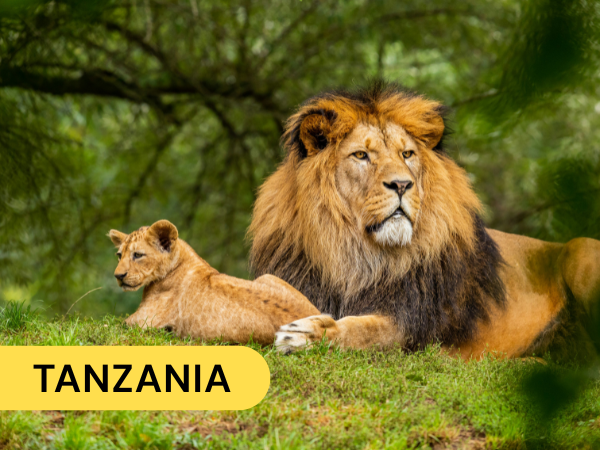 A lion and lioness resting on green grass in a forested area, with the word "TANZANIA" in a yellow label.