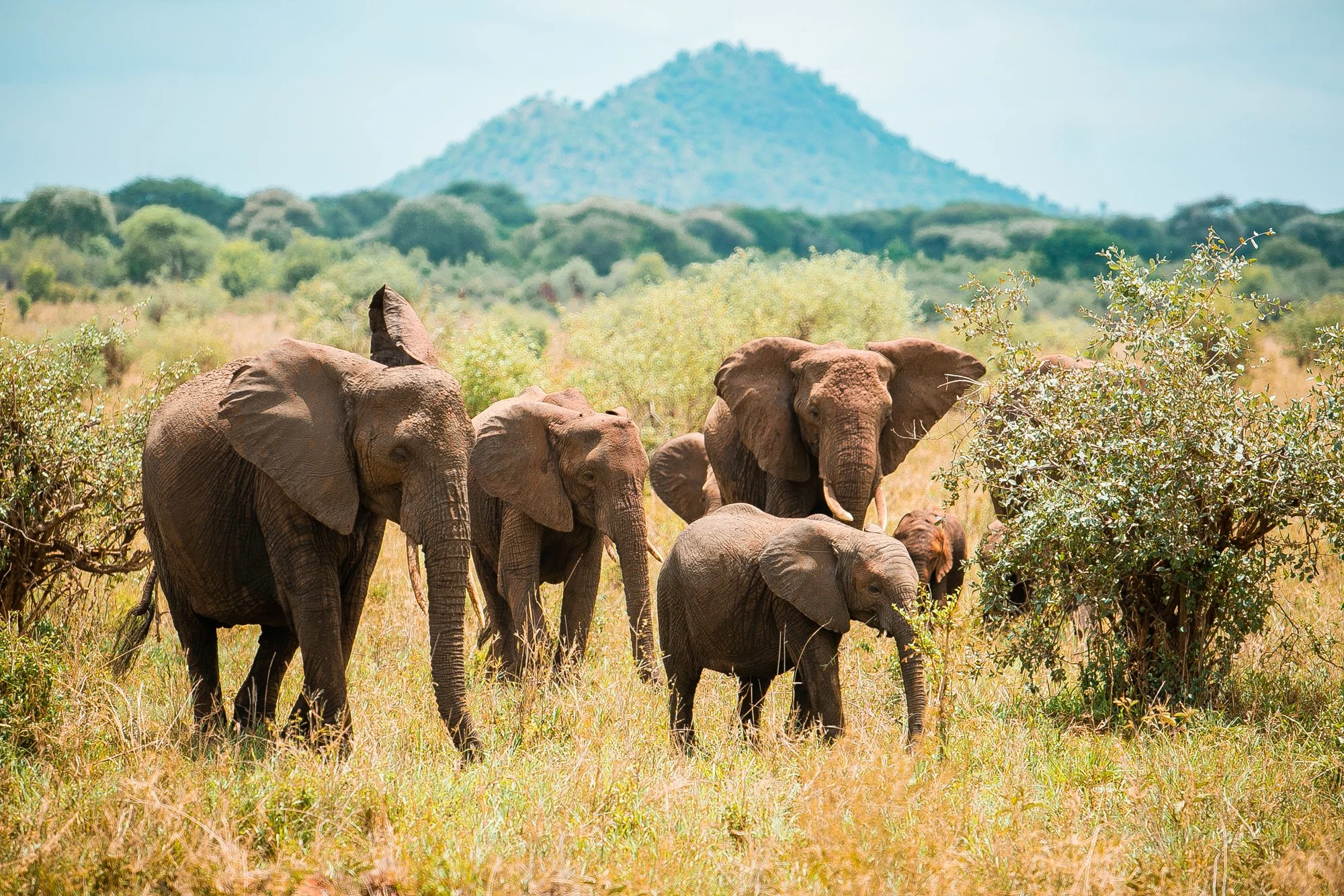 A herd of elephants walking through tall grass in a savanna with trees and a mountain in the background in Tanzania.