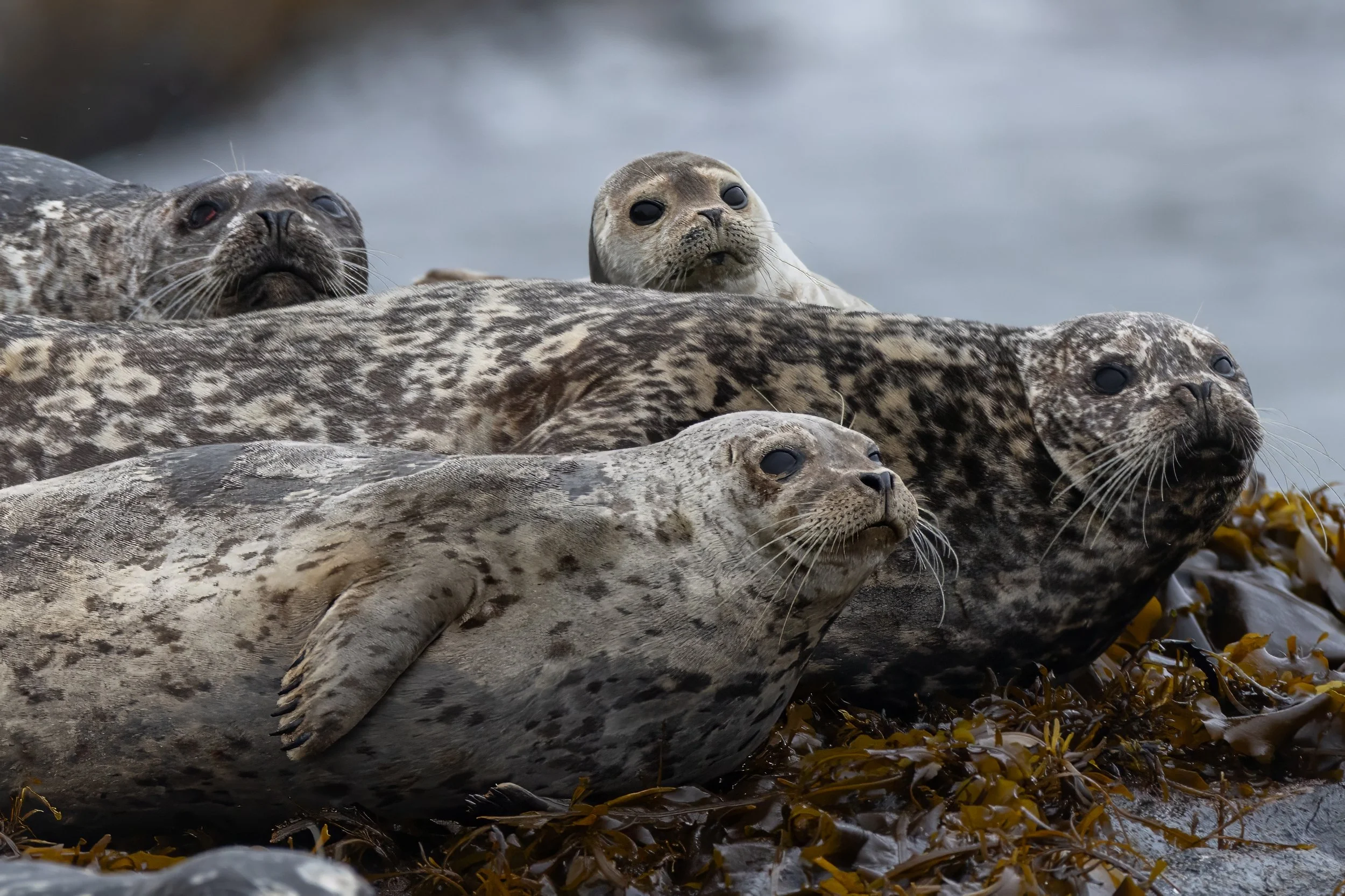 JM250629-R5m2-CCT-Khutzeymateen-2989 (1).jpg