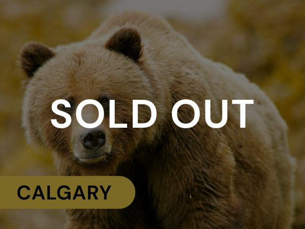 Photo of a brown bear with 'SOLD OUT' overlay and 'CALGARY' label