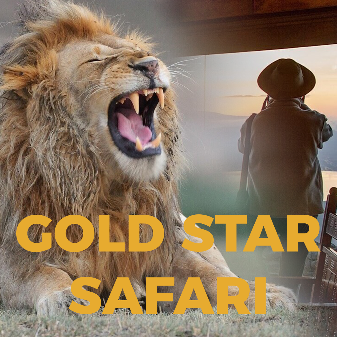 Product Overlay_Gold Star Safari.png