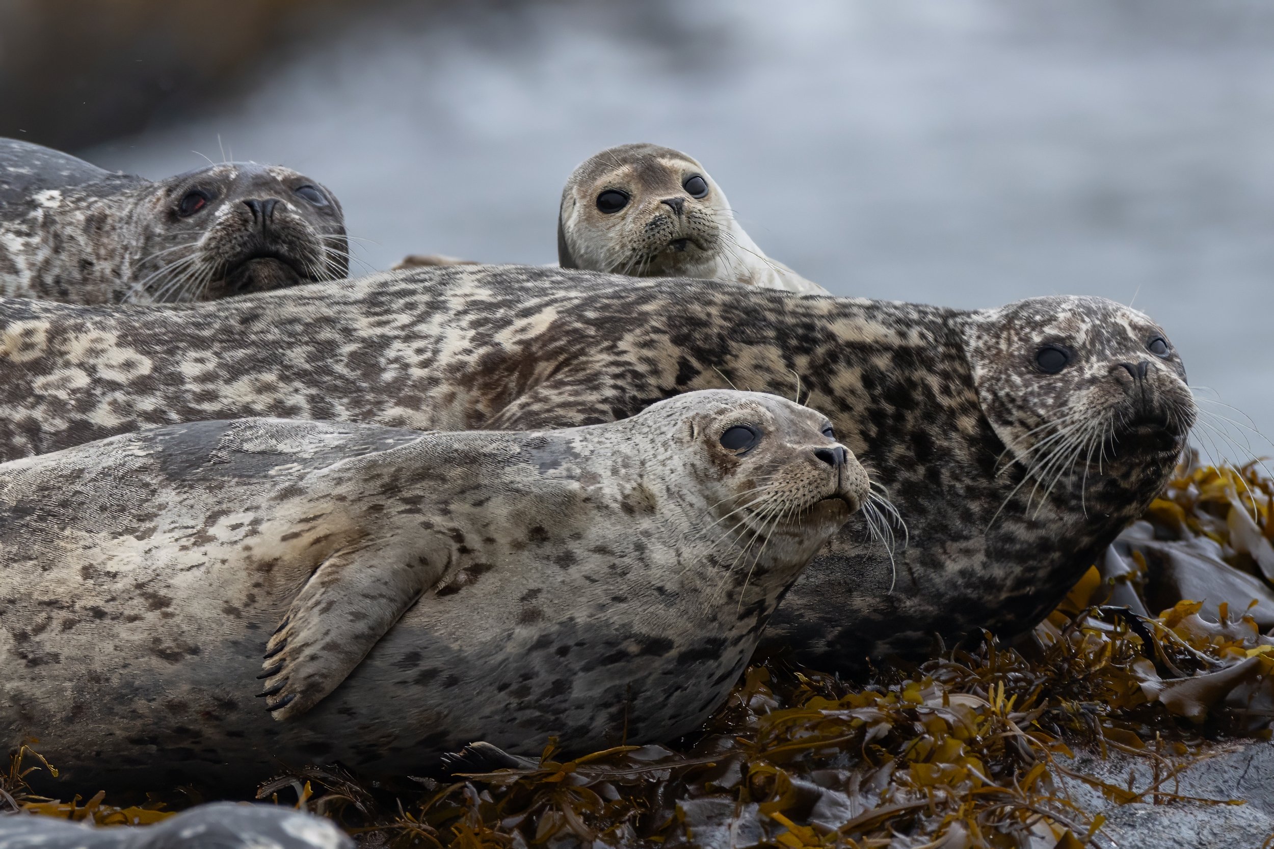 JM250629-R5m2-CCT-Khutzeymateen-2989 (1).jpg