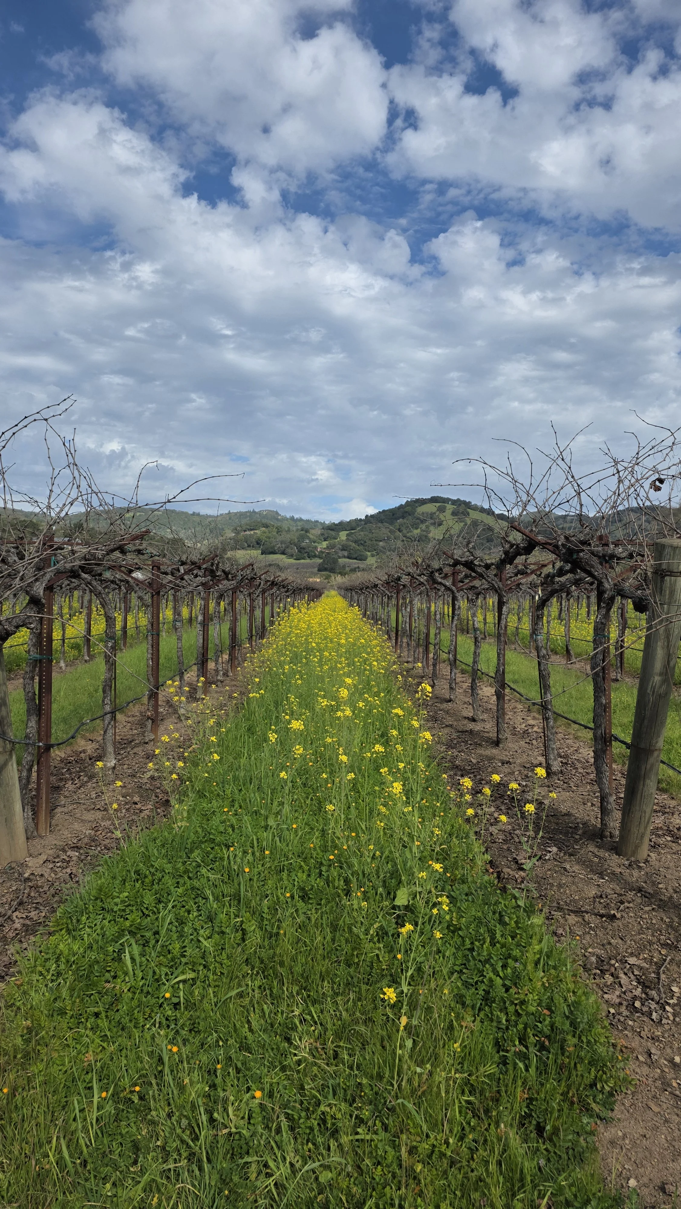 Introducing ‘Notes from a Sonoma Homebody’