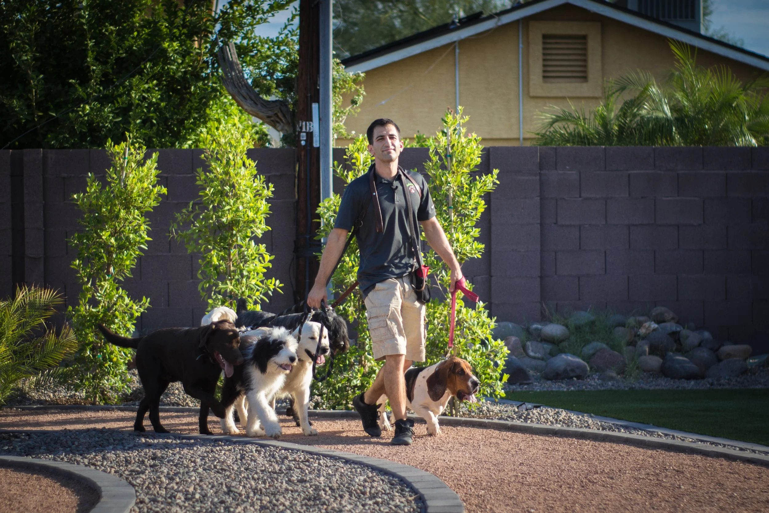 A man walking five dogs on leashes in a backyard with plants and a brick wall.