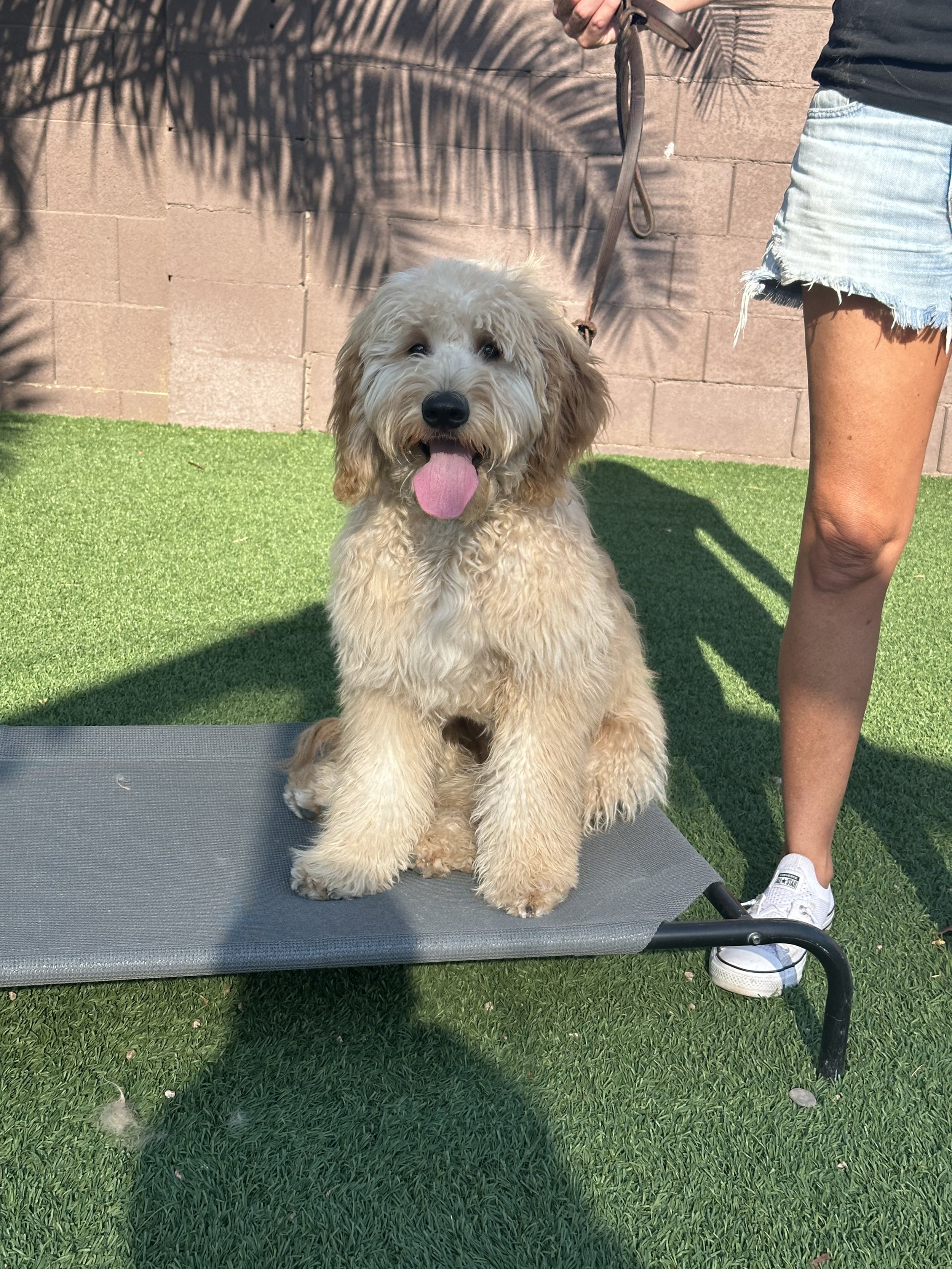 A fluffy, light-colored dog with a black nose sitting on a raised gray platform outdoors, with an owner holding its leash. The dog has its tongue out and appears happy, with a background of artificial turf, a brick wall, and shadows from palm trees.