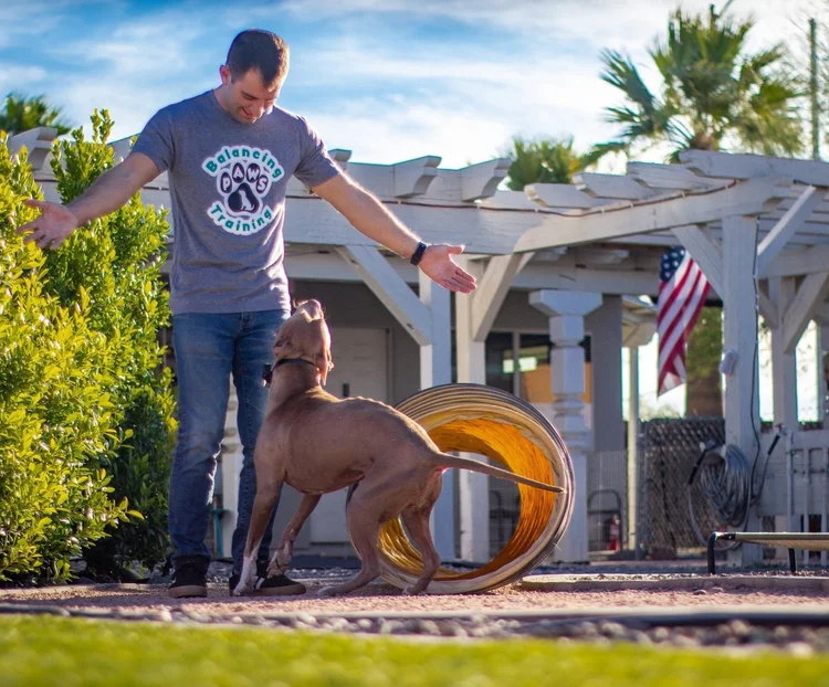 Balancing Paws Dog Training