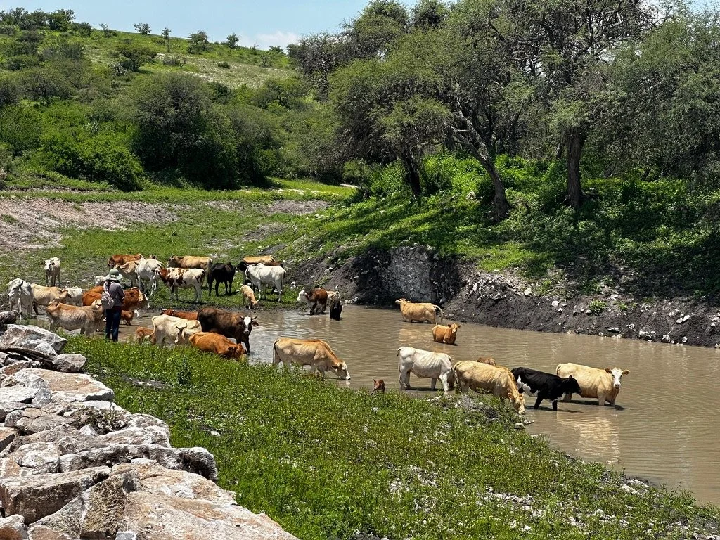 70AA3849-AD85-43E7-80F2-C7124AEC57F4_1_105_c.jpeg