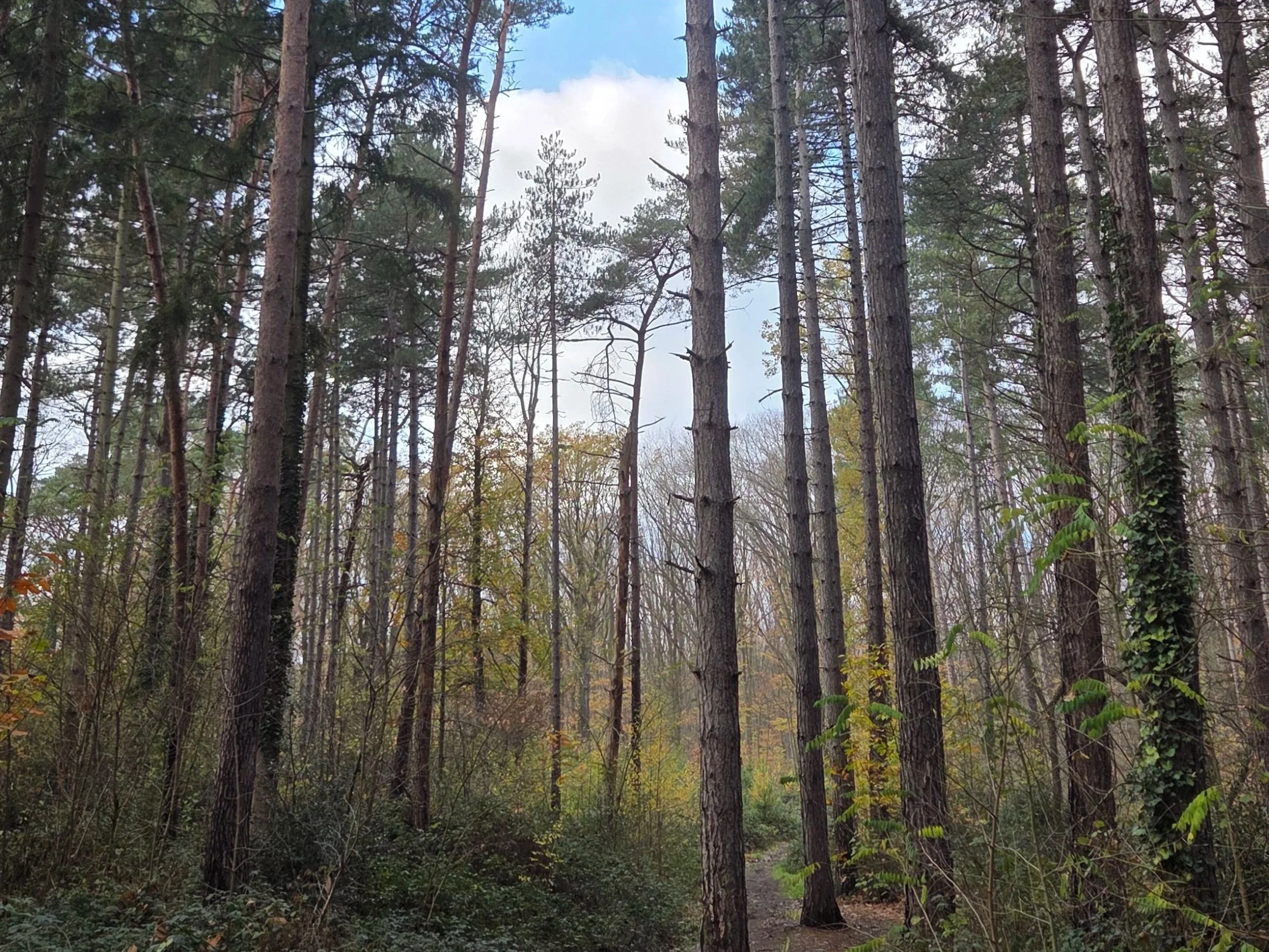 Mindful and Gratitude Walk - Everberg