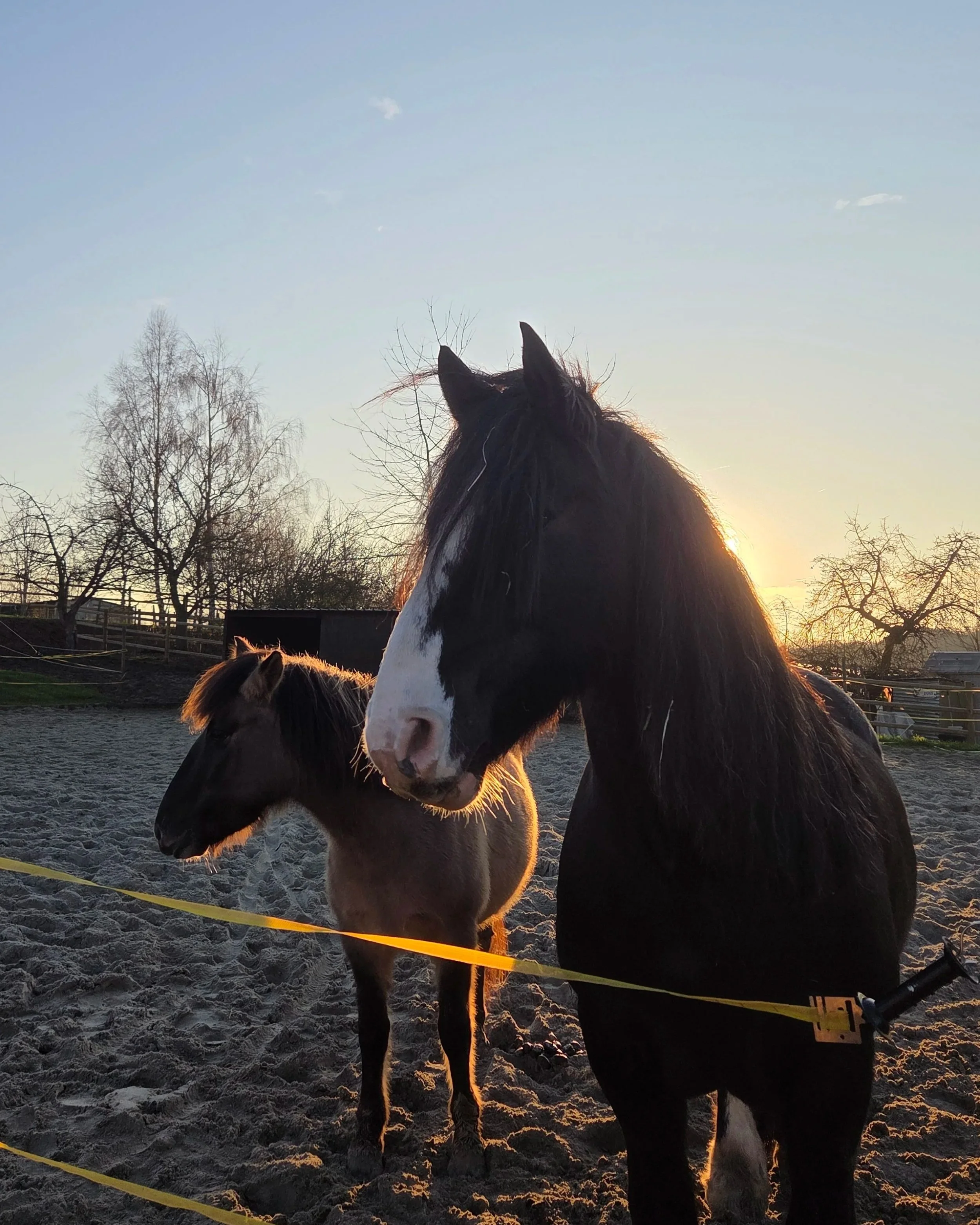 Relaxation &amp; Self-awareness with Horses
