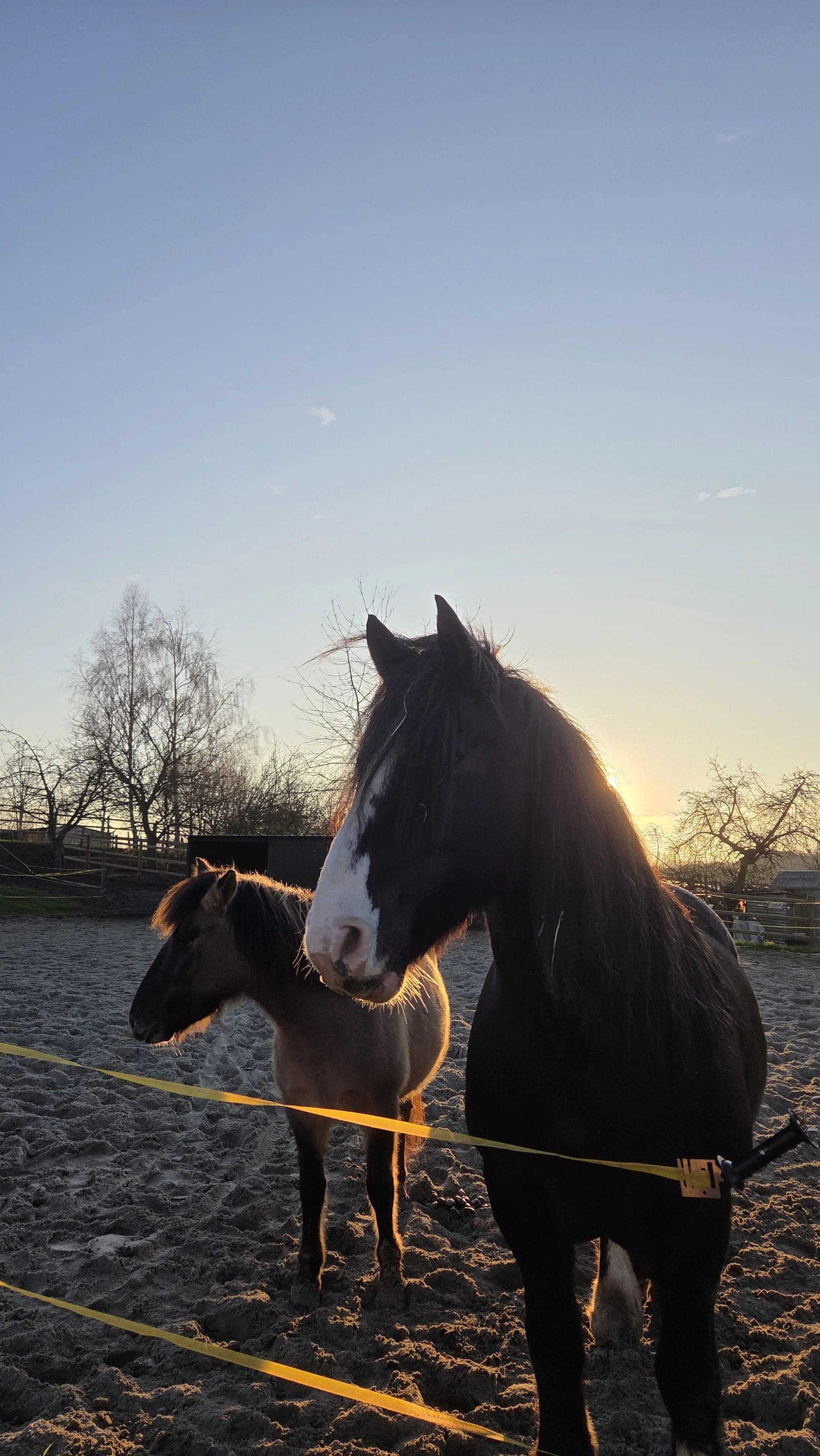 Relaxation &amp; Self-awareness with Horses