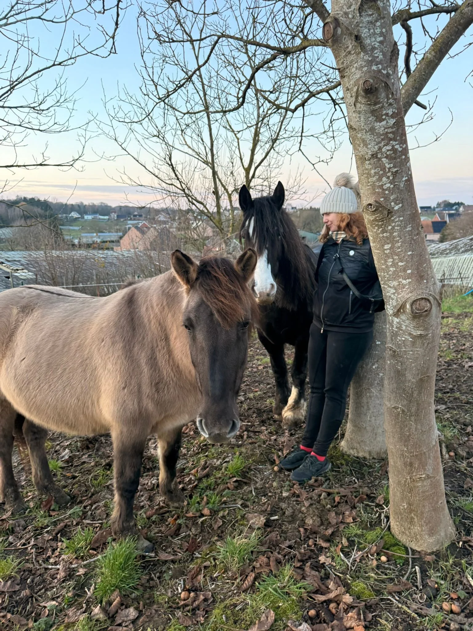 relaxation with horses in belgium, meditation with horses with wera well-being coach, reiki and holistic healing practitioner - by weronika kontykiewicz-biel