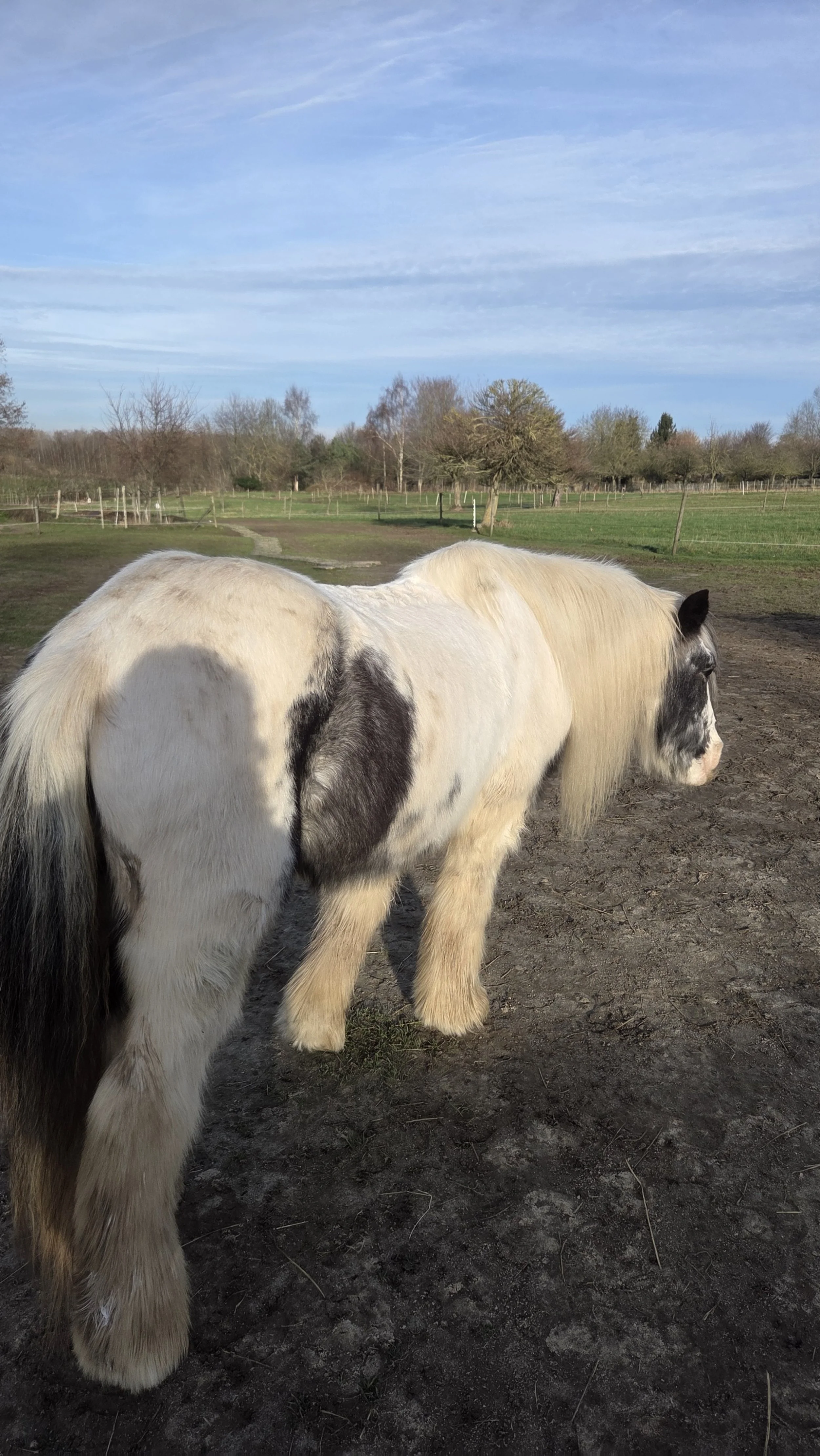 bodywork and reiki treatments by weronika kontykiewicz-biel well-being coach, reiki and holistic healing practitioner from equine symbiolis by life cycle evolution srl in belgium