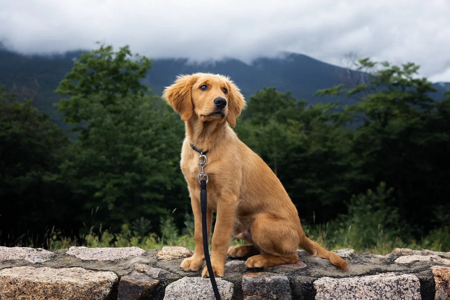Mountain boi 🦮🗻
.
.
.
.
.

#LandscapePhotography
#NaturePhotography #ScenicViews #EarthOfficial #NatureLovers #NaturePerfection #OurPlanetDaily #ExploreTheWorld #NatureBrilliance #EarthFocus #petphotography 
#OutdoorPhotographer #LandscapeLovers #N