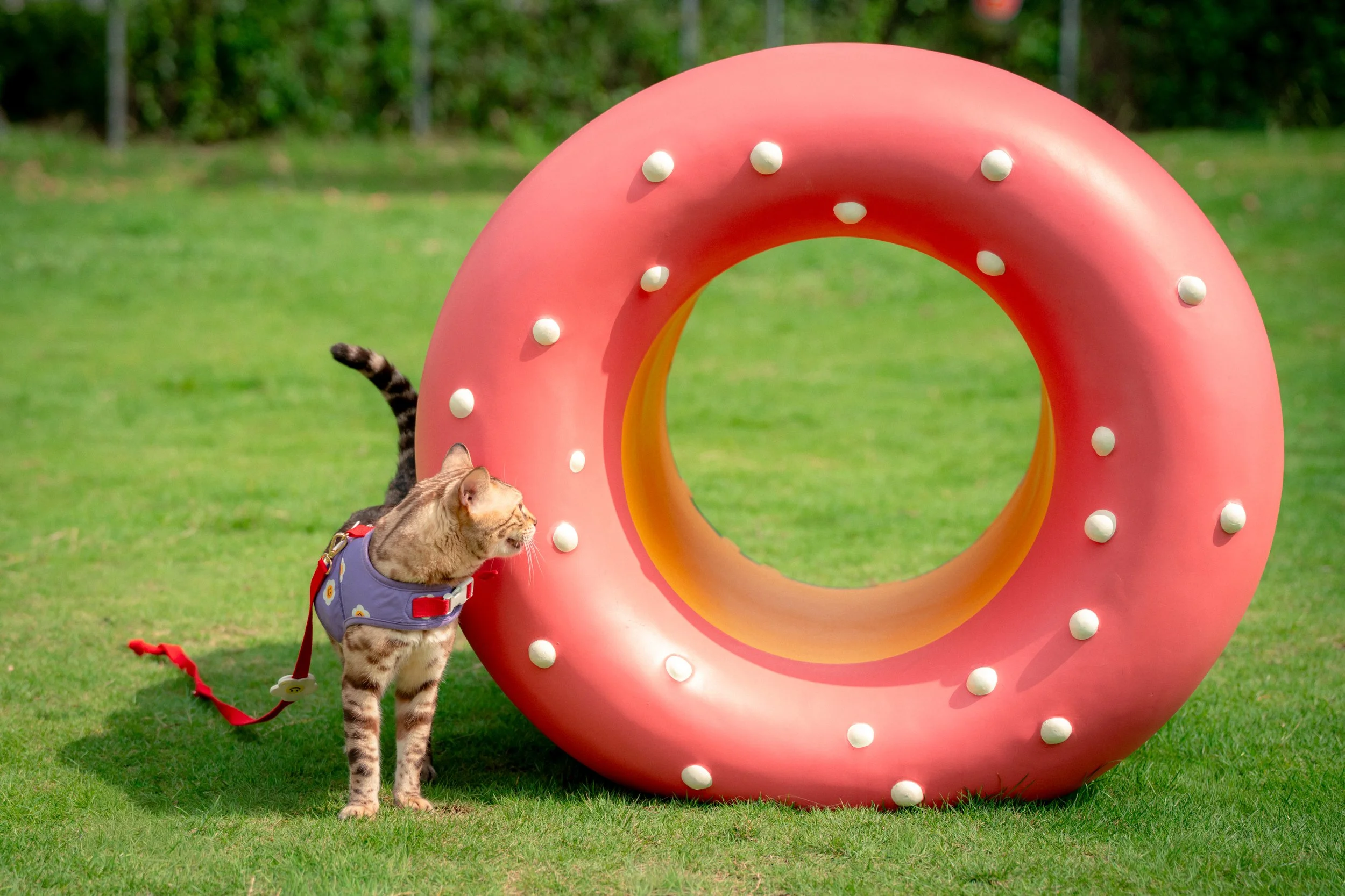 WKCDA_WestK Pet Club_5.jpg
