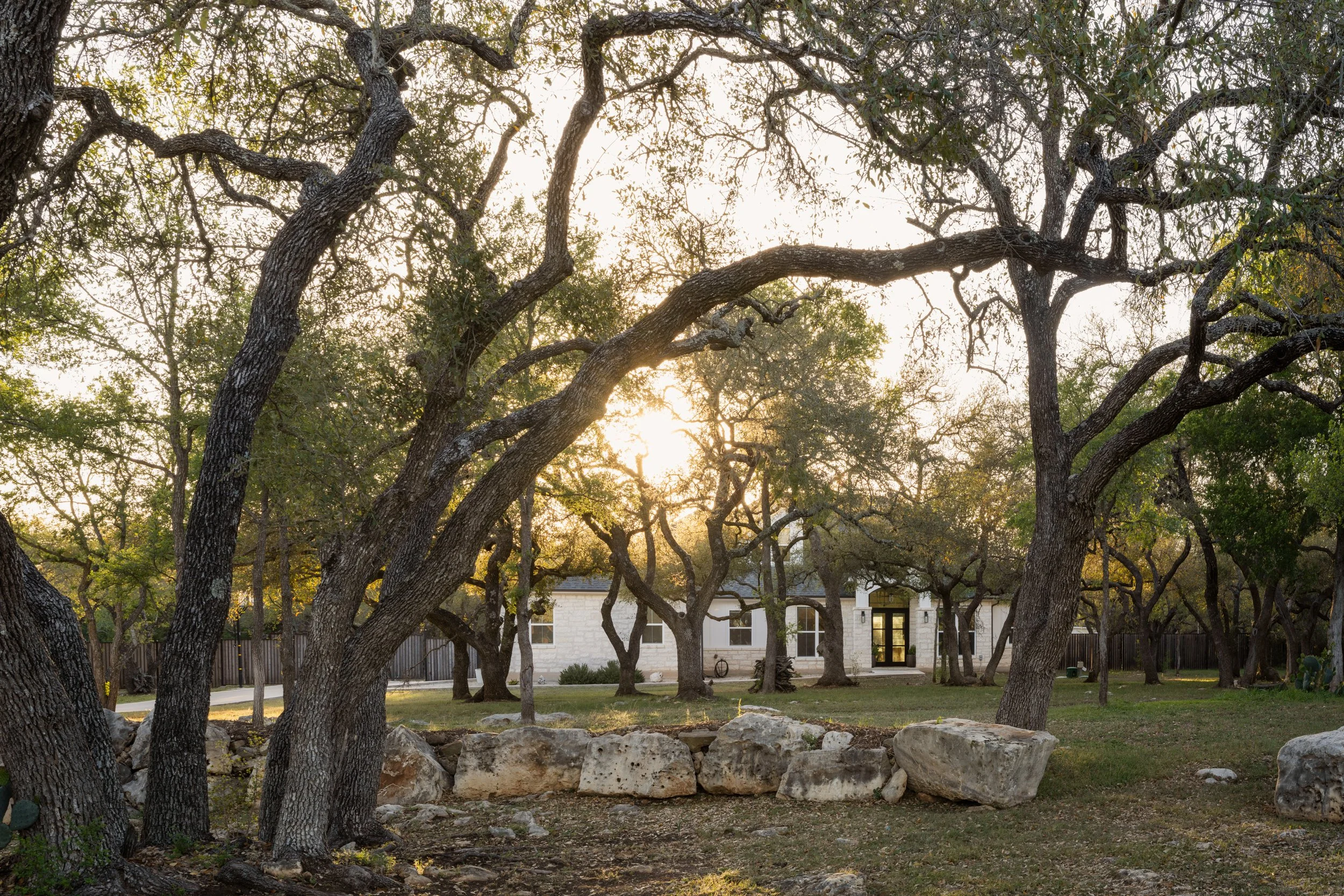 Mourning Dove New-1.jpg
