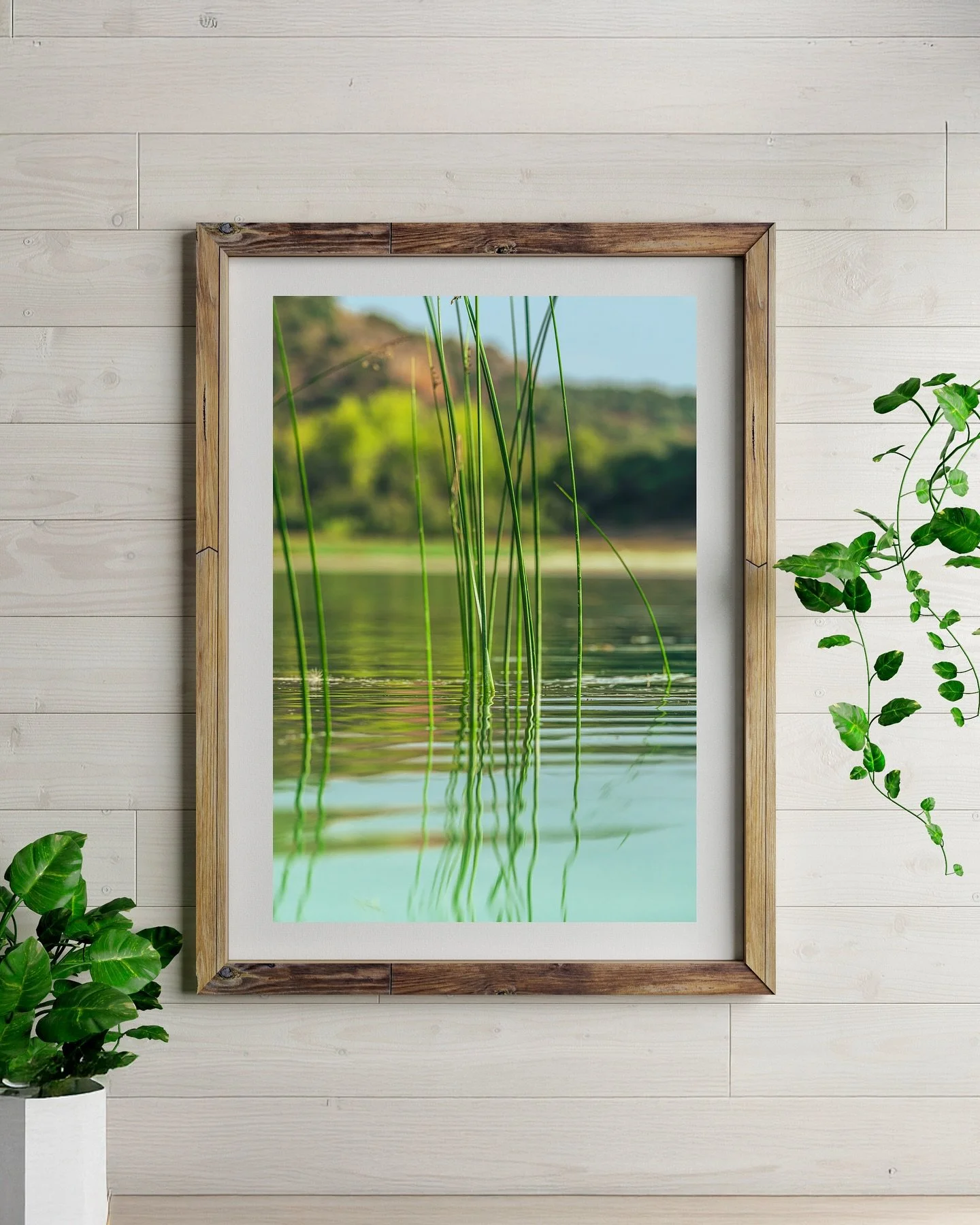 🇪🇸Reflejos de la naturaleza 🇦🇺Nature reflections 🇧🇷Reflexos da natureza

#nature #naturaleza #decor #decoracion #cuadros #fotografia #home #lar #hogar #casa #decorar