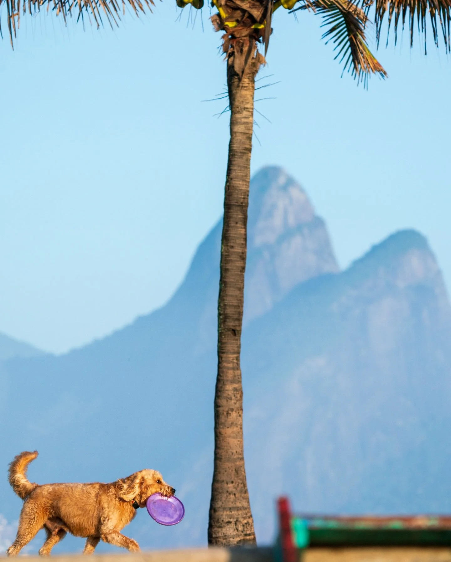 Um pouco da vibe que o Arpoador transmite. Um pouco do lifestyle desse lugar &uacute;nico que o Rio oferece. Qual a sua preferida?

#Rio #decora&ccedil;ao #fotografia #vejario #surf