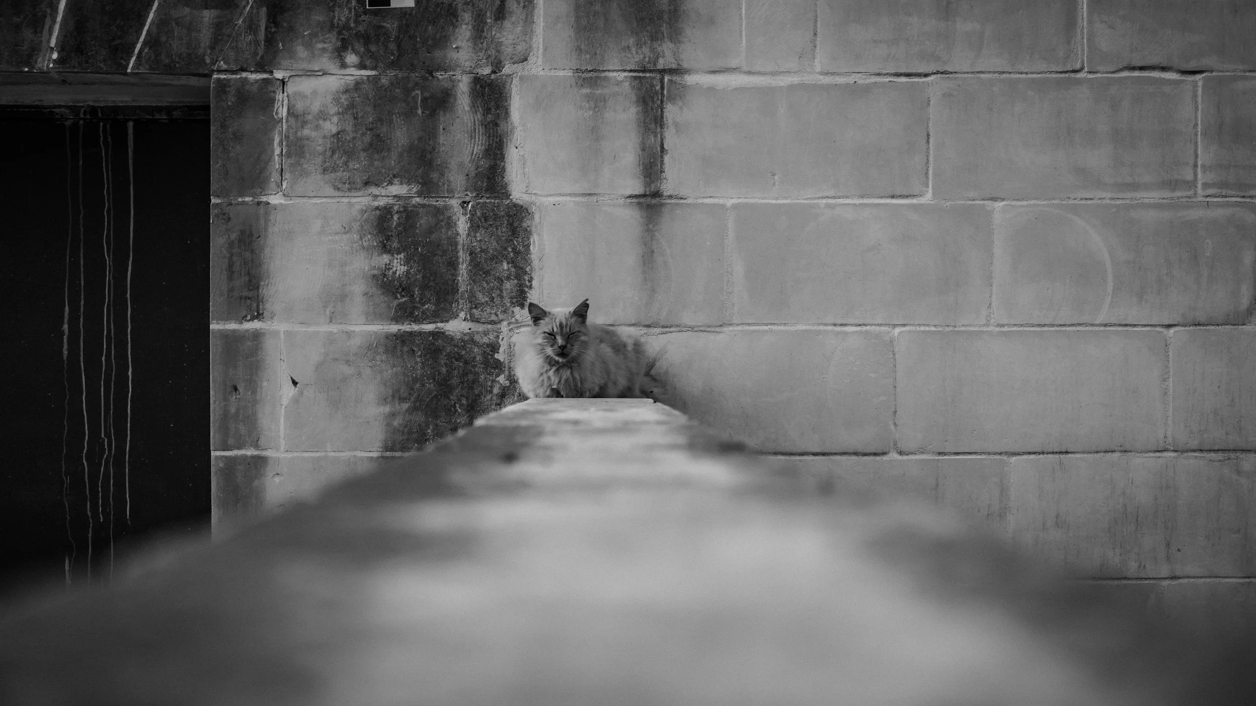 Black and white photo of a fluffy cat sitting on a ledge in front of a textured brick wall.