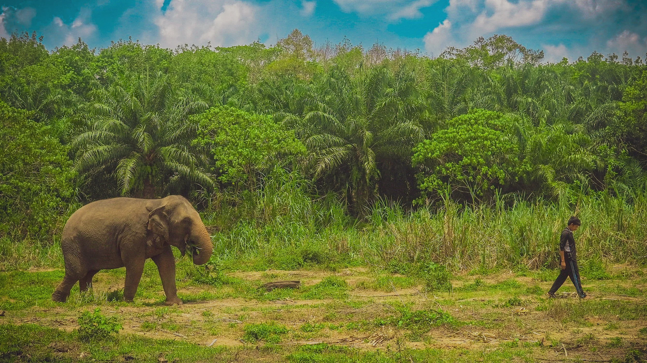 A large elephant walking in a grassy area next to a person walking. The background includes dense green foliage and trees under a partly cloudy sky.